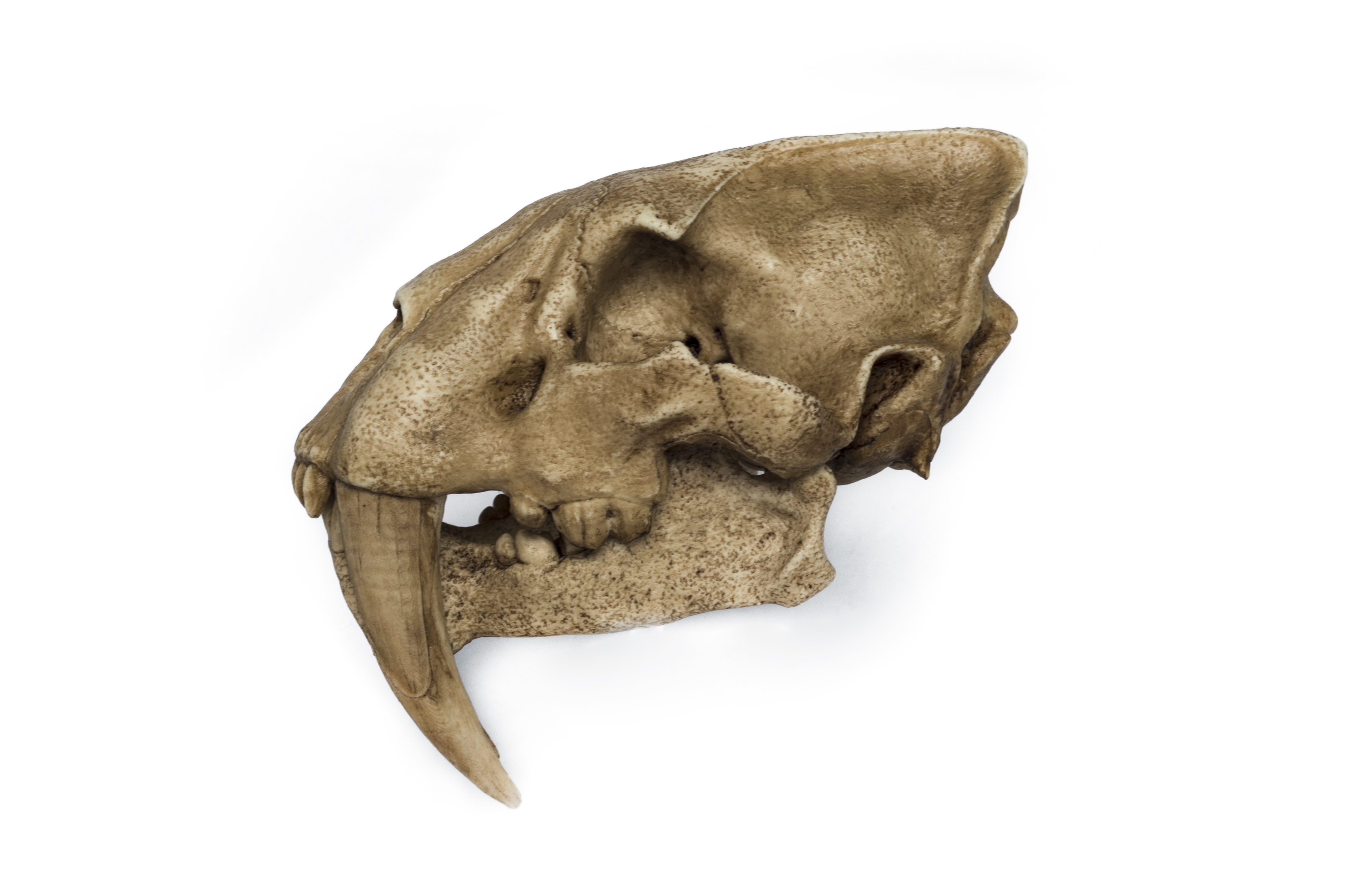 Saber-Toothed Tiger Skull Replica 1/3 scale