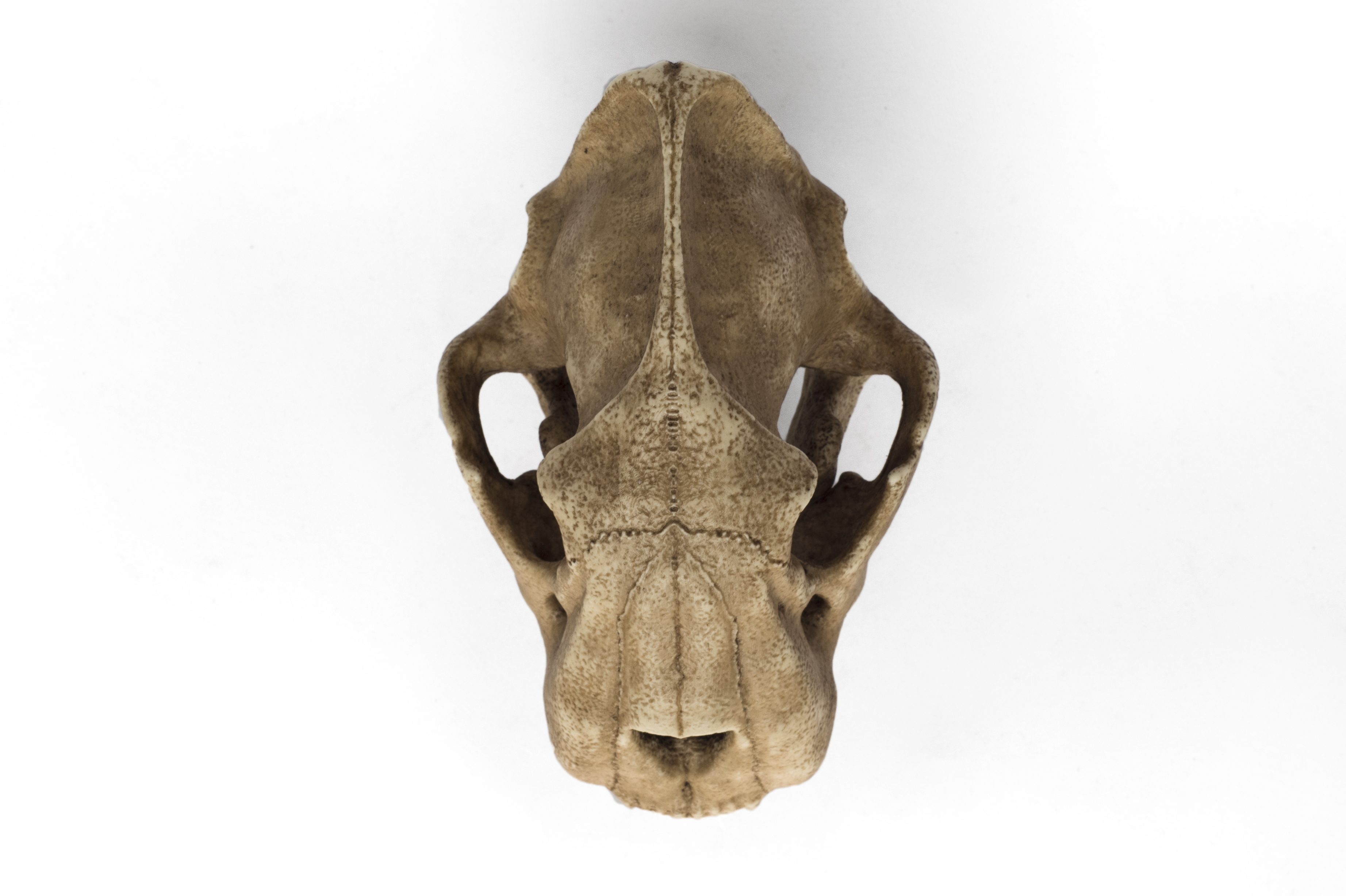 Saber-Toothed Tiger Skull Replica 1/3 scale