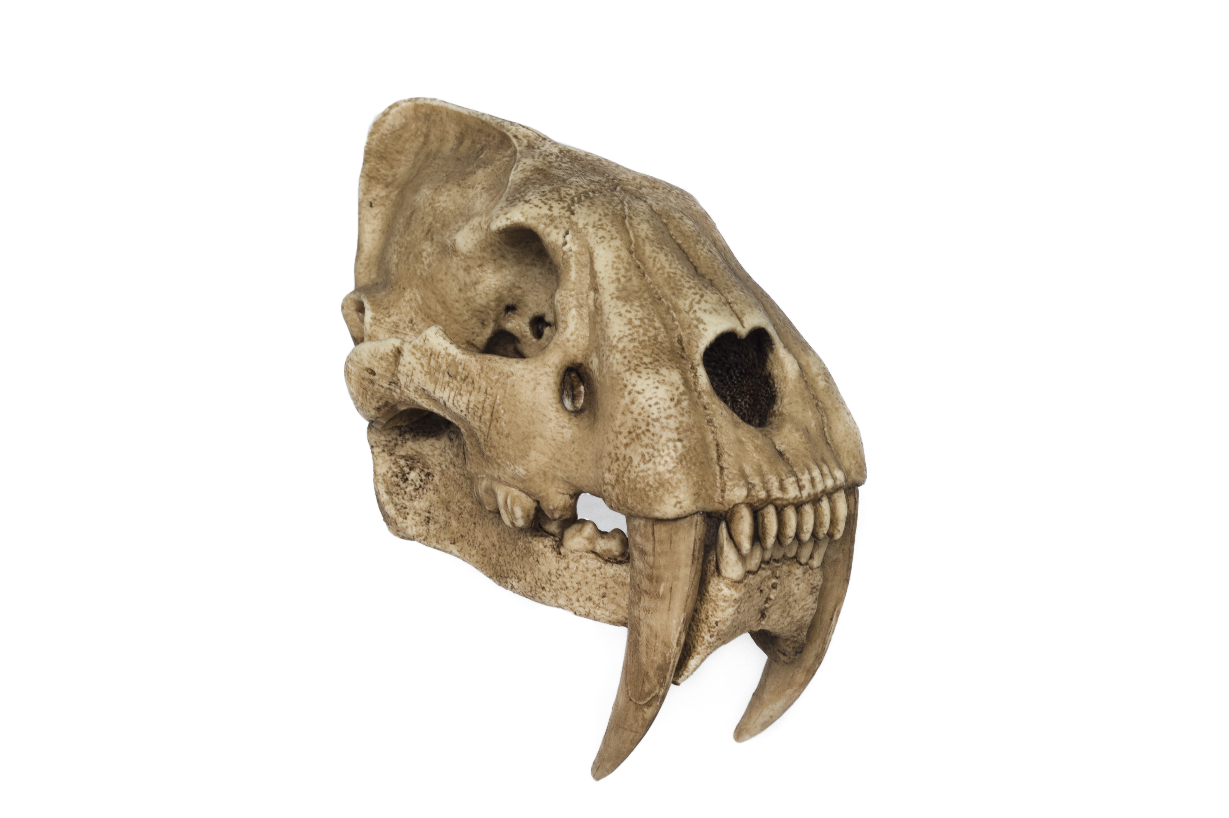Saber-Toothed Tiger Skull Replica 1/3 scale