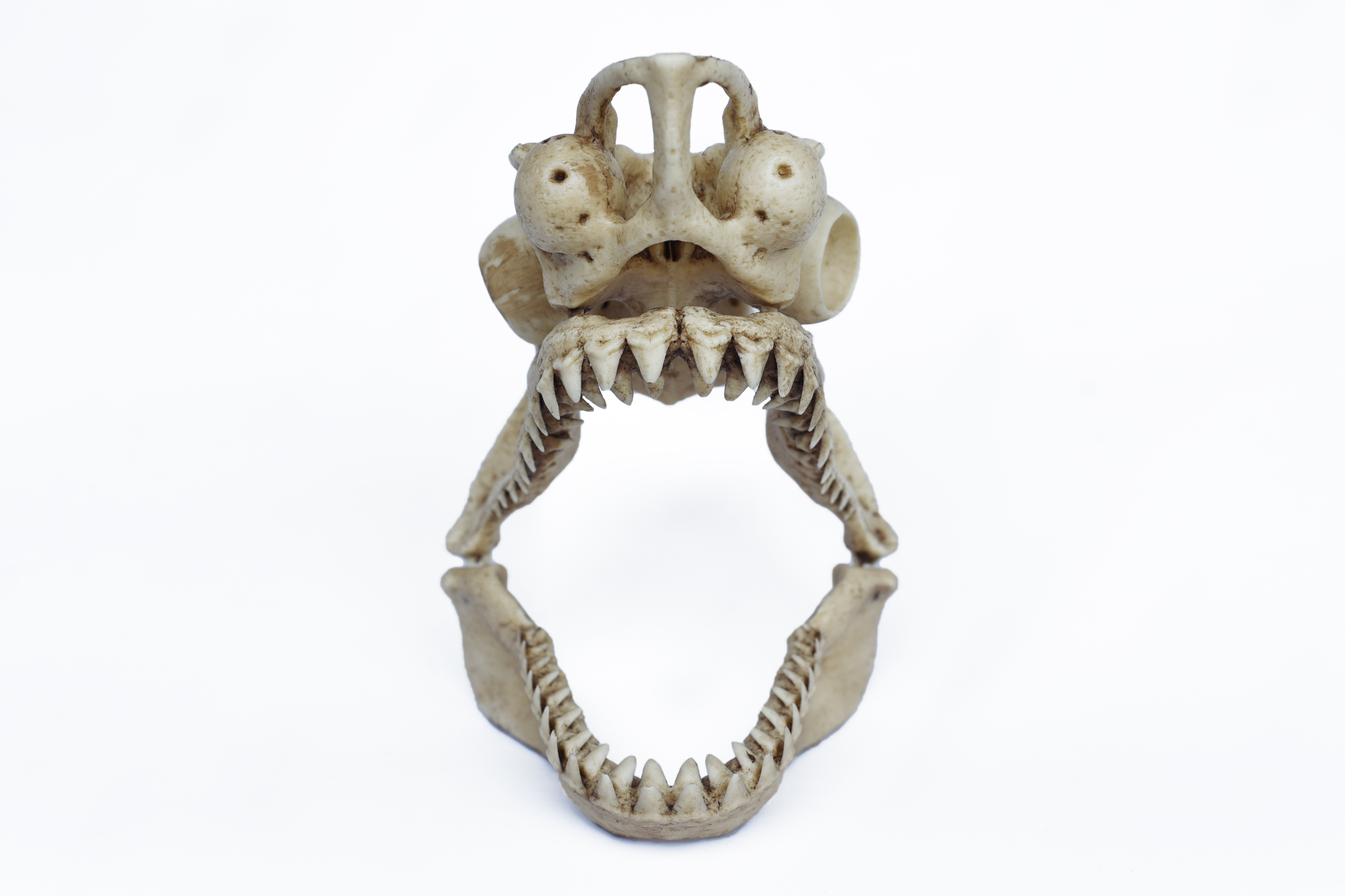 1/12 Scale White Shark Skull "with jaw"