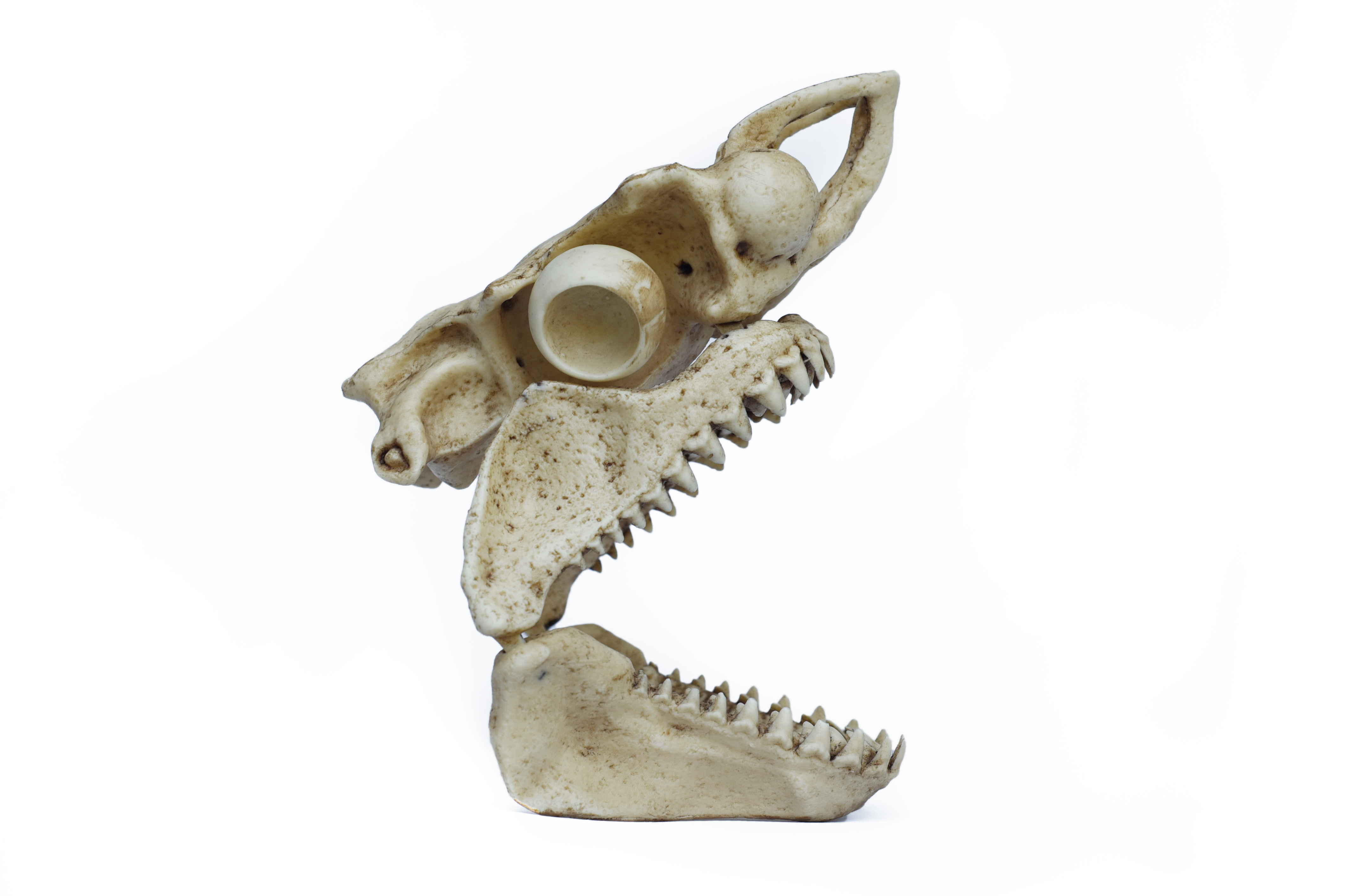 1/12 Scale White Shark Skull "with jaw"