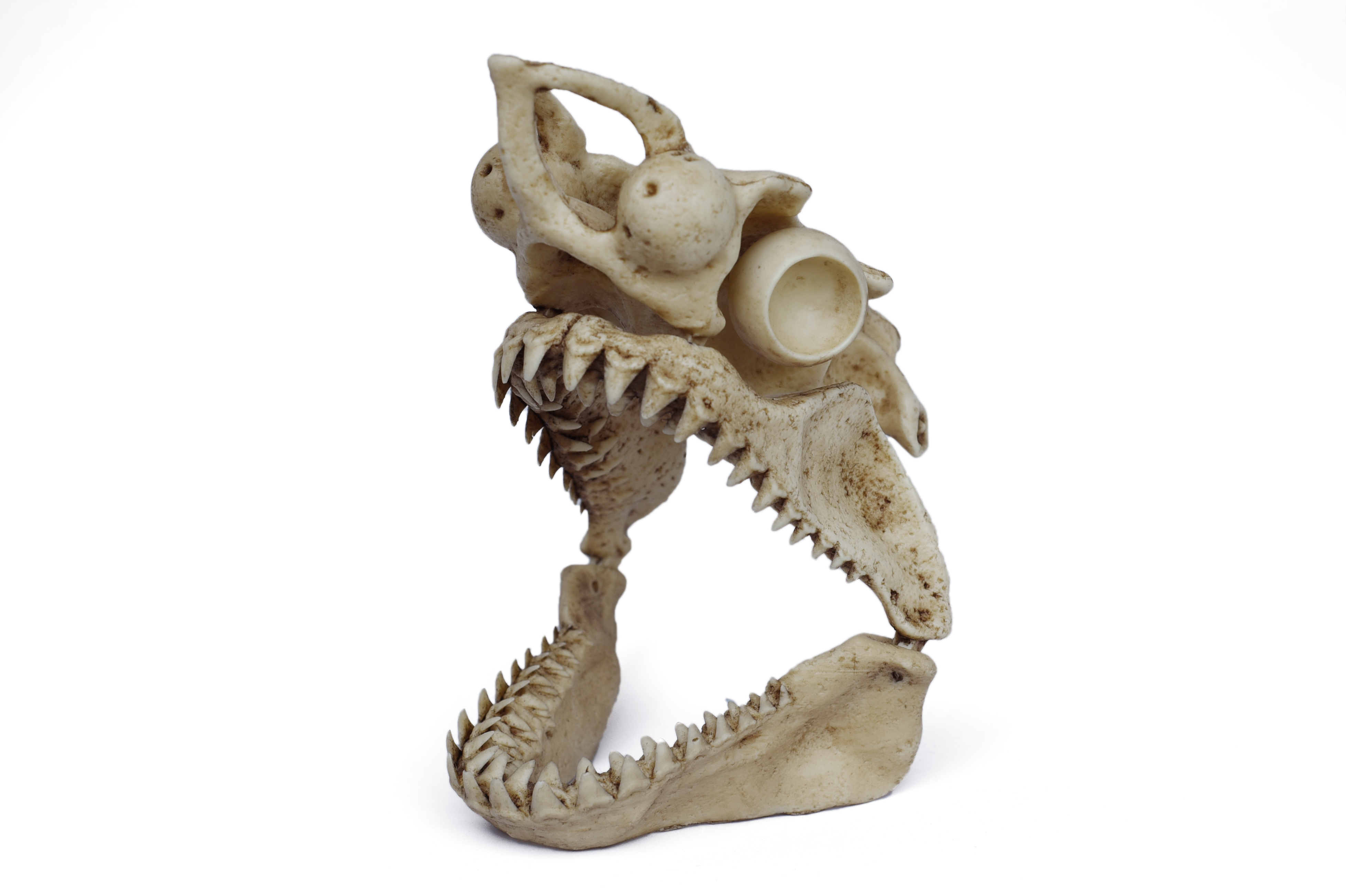 1/12 Scale White Shark Skull "with jaw"