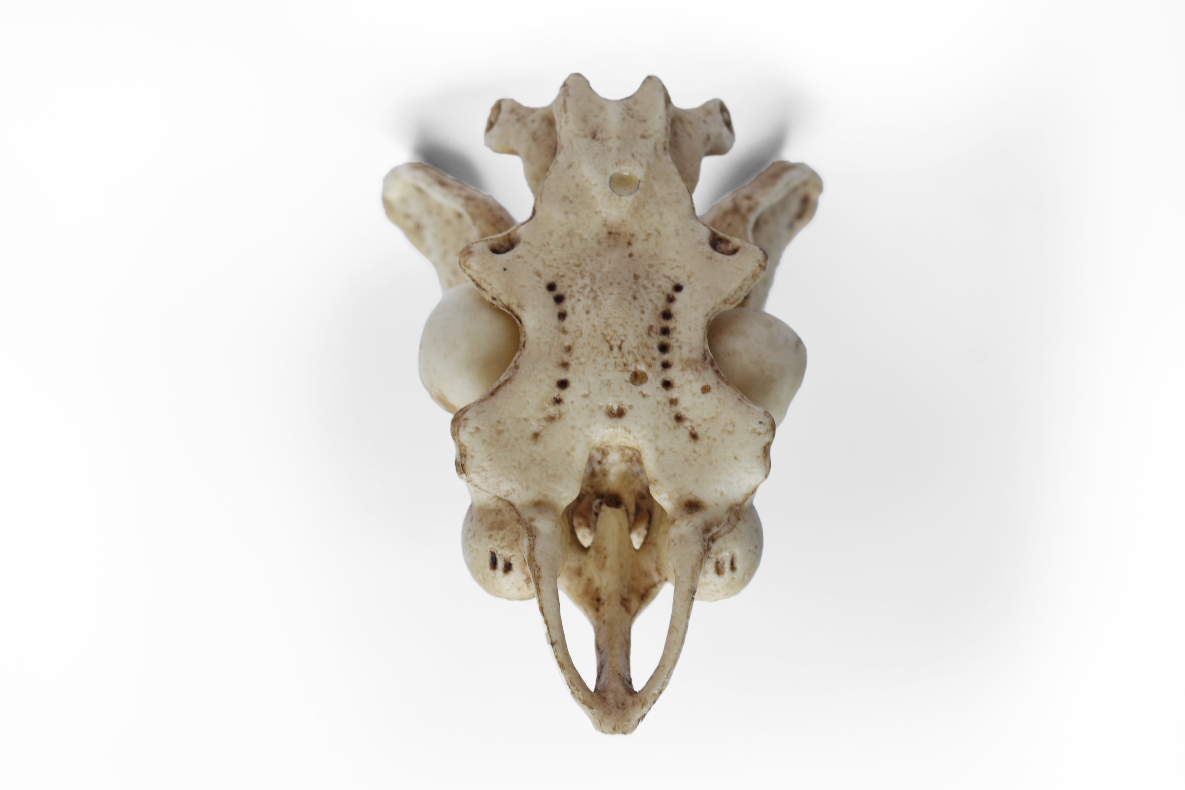 1/12 Scale White Shark Skull "with jaw"
