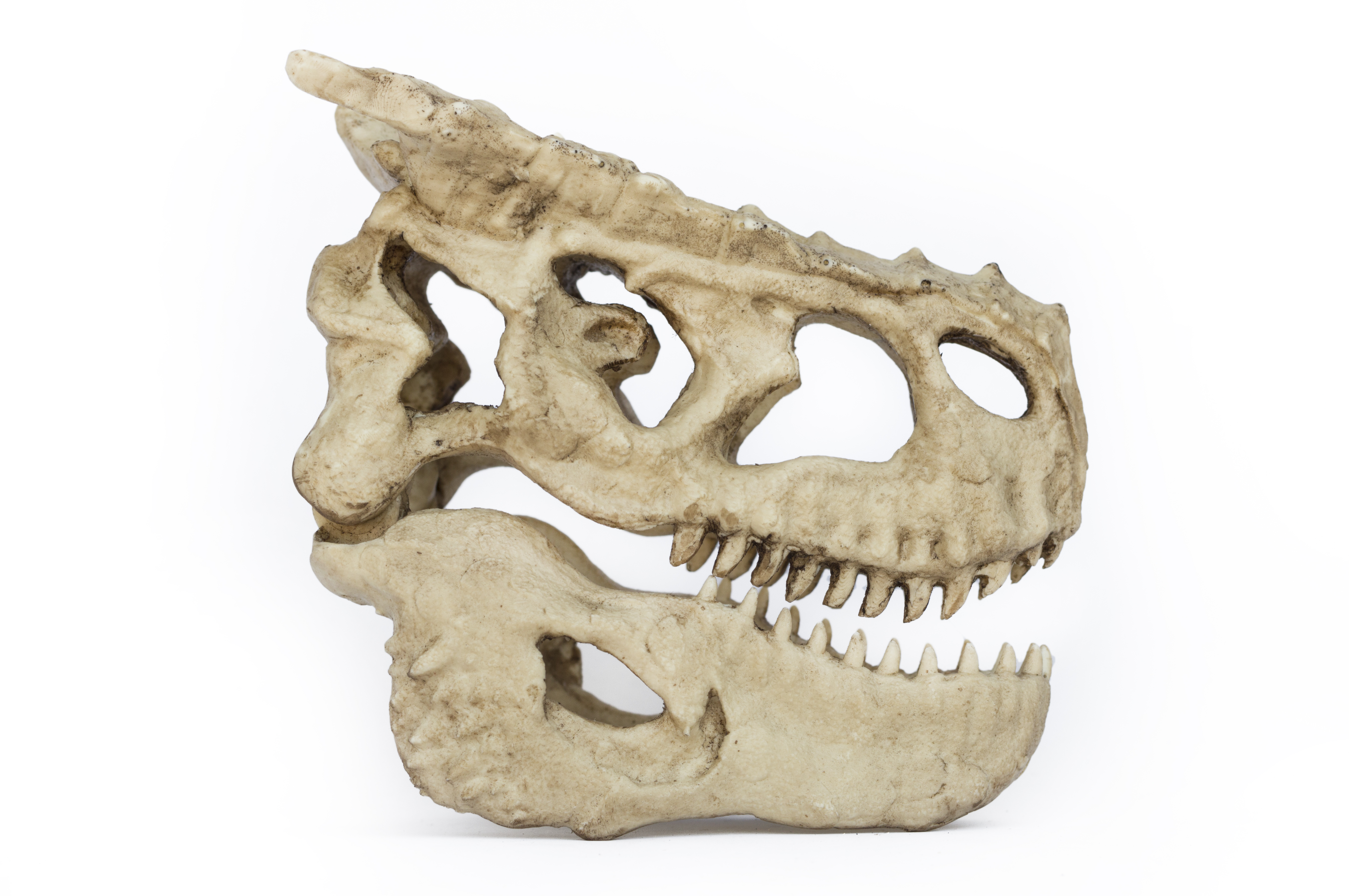 Tigrex Skull "Monster Hunter"