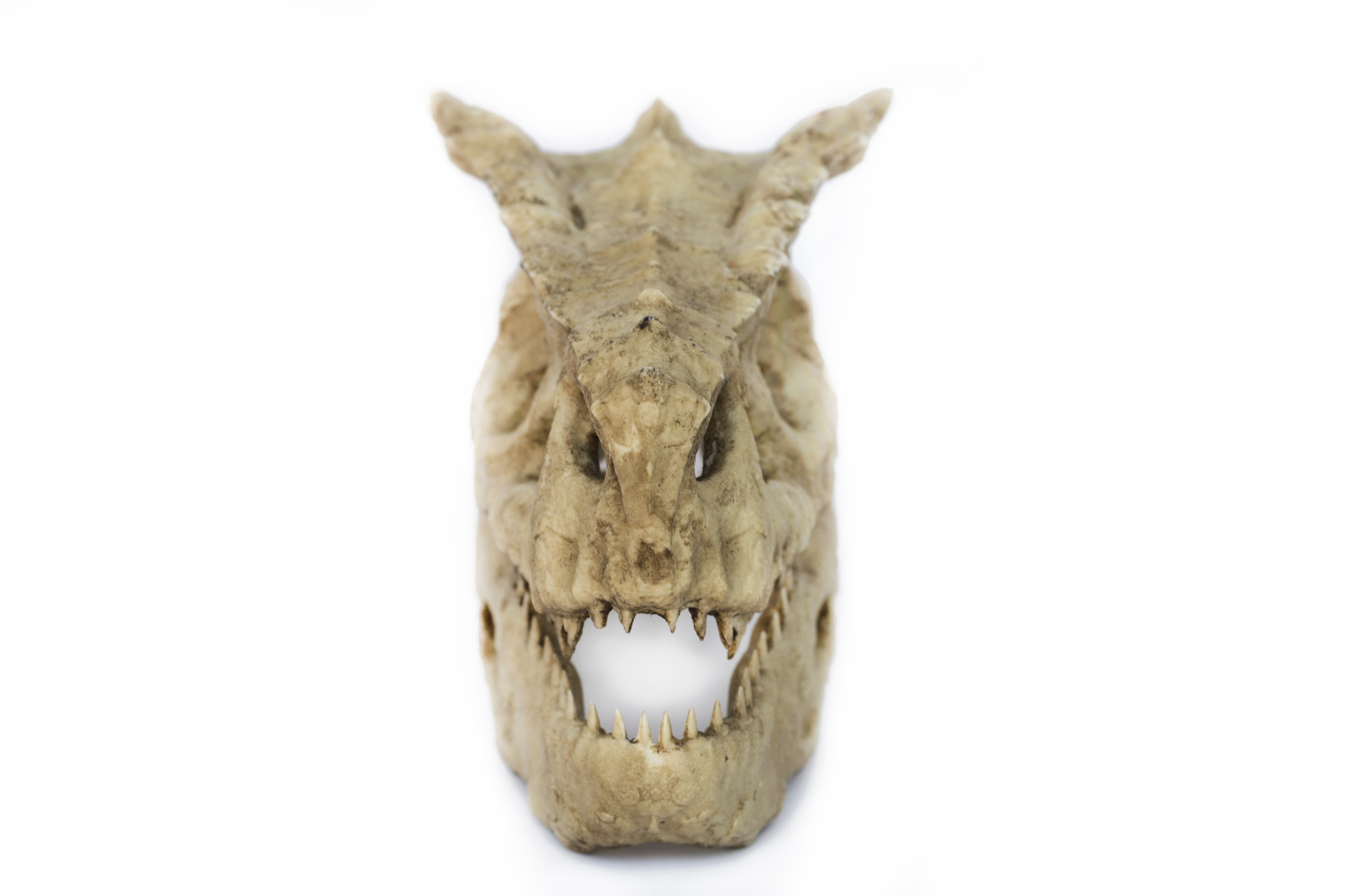 Tigrex Skull "Monster Hunter"