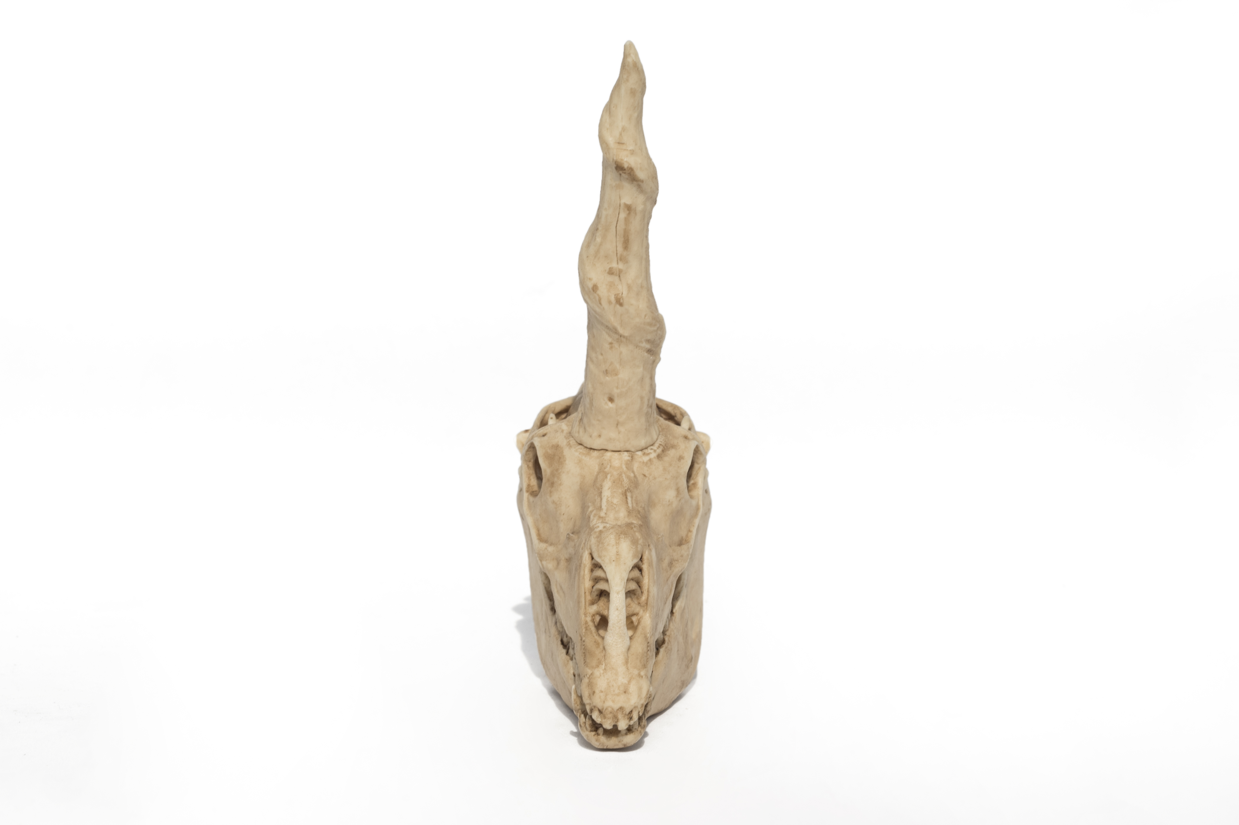 Mystical Unicorn Skull Replica moveable jaw 