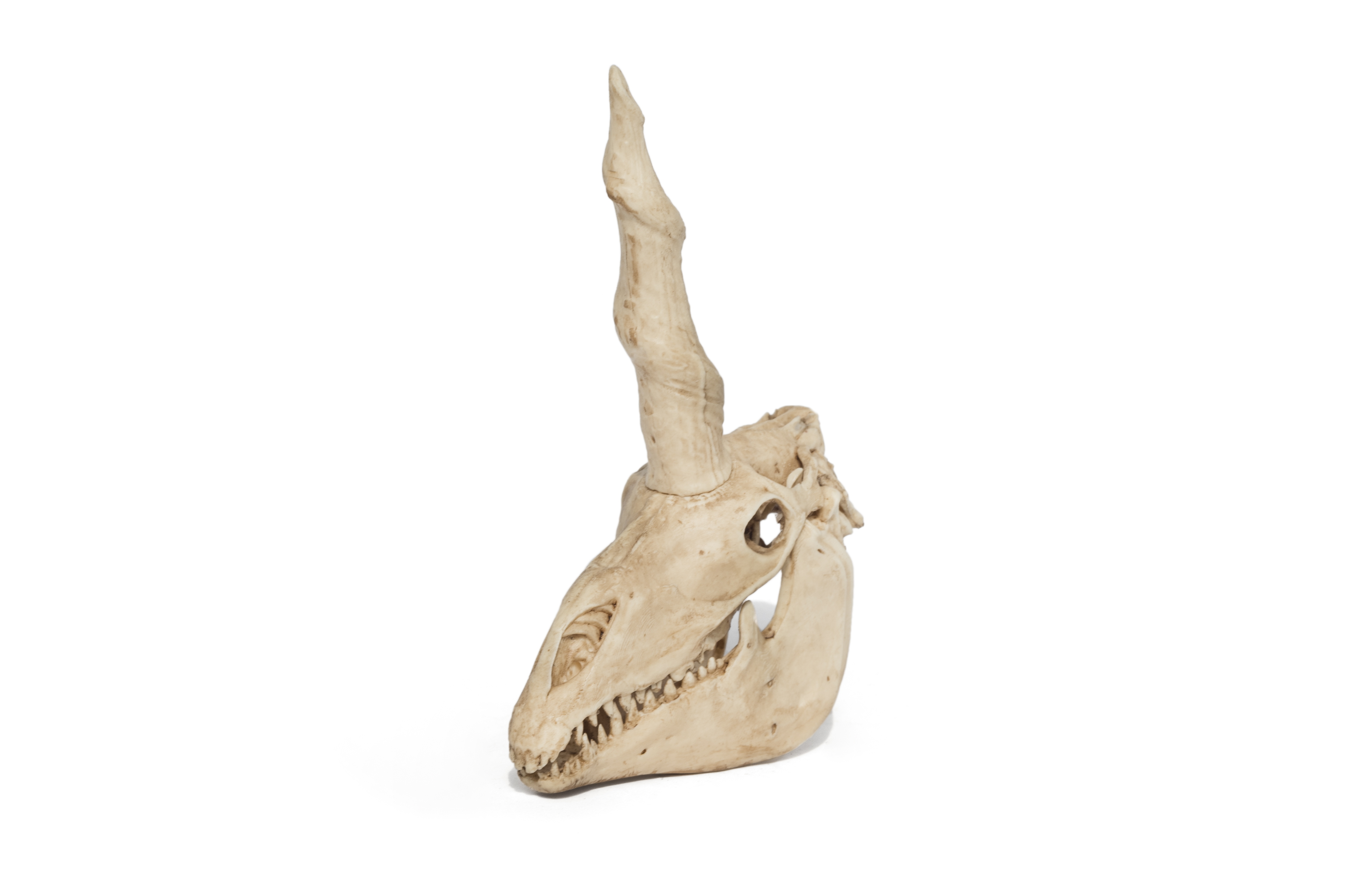 Mystical Unicorn Skull Replica moveable jaw 