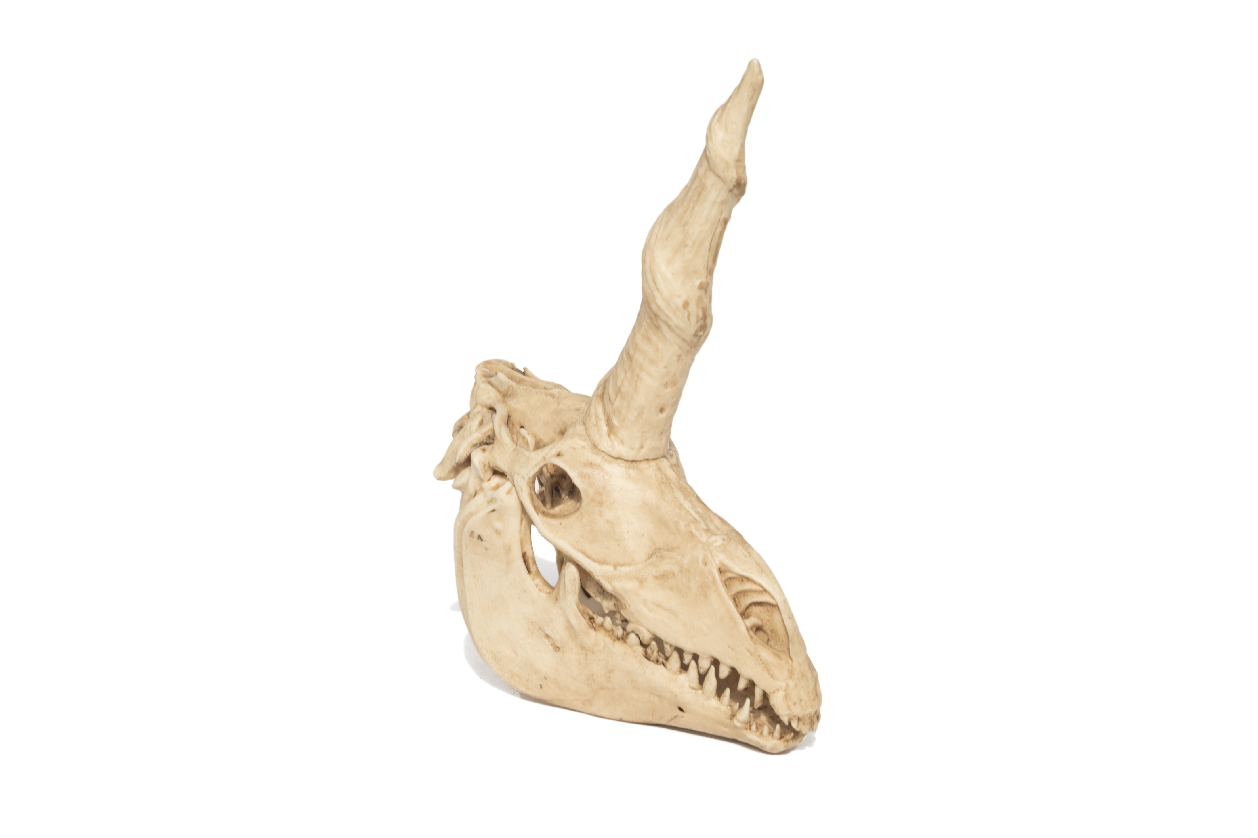 Mystical Unicorn Skull Replica moveable jaw 