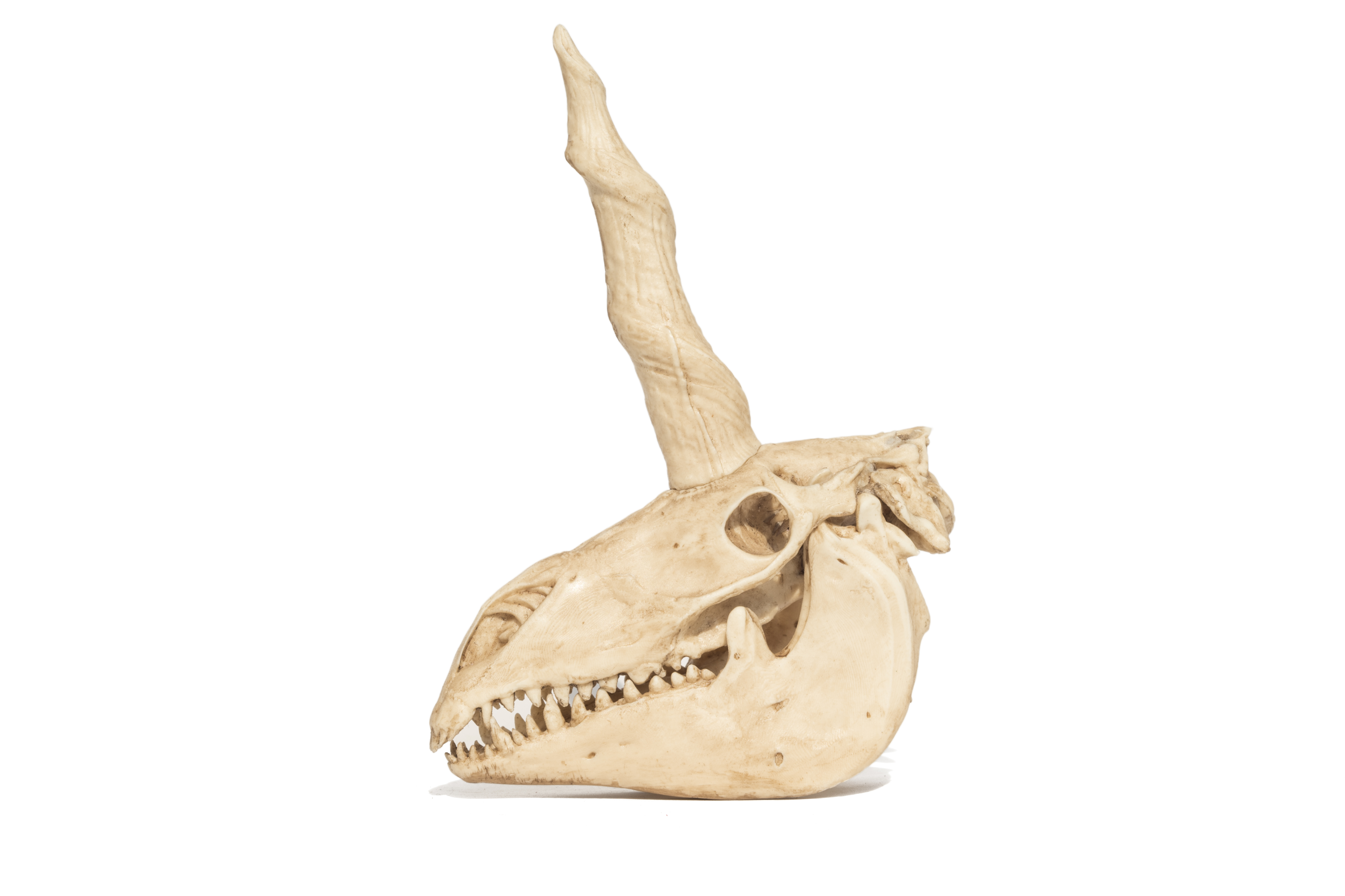 Mystical Unicorn Skull Replica moveable jaw 