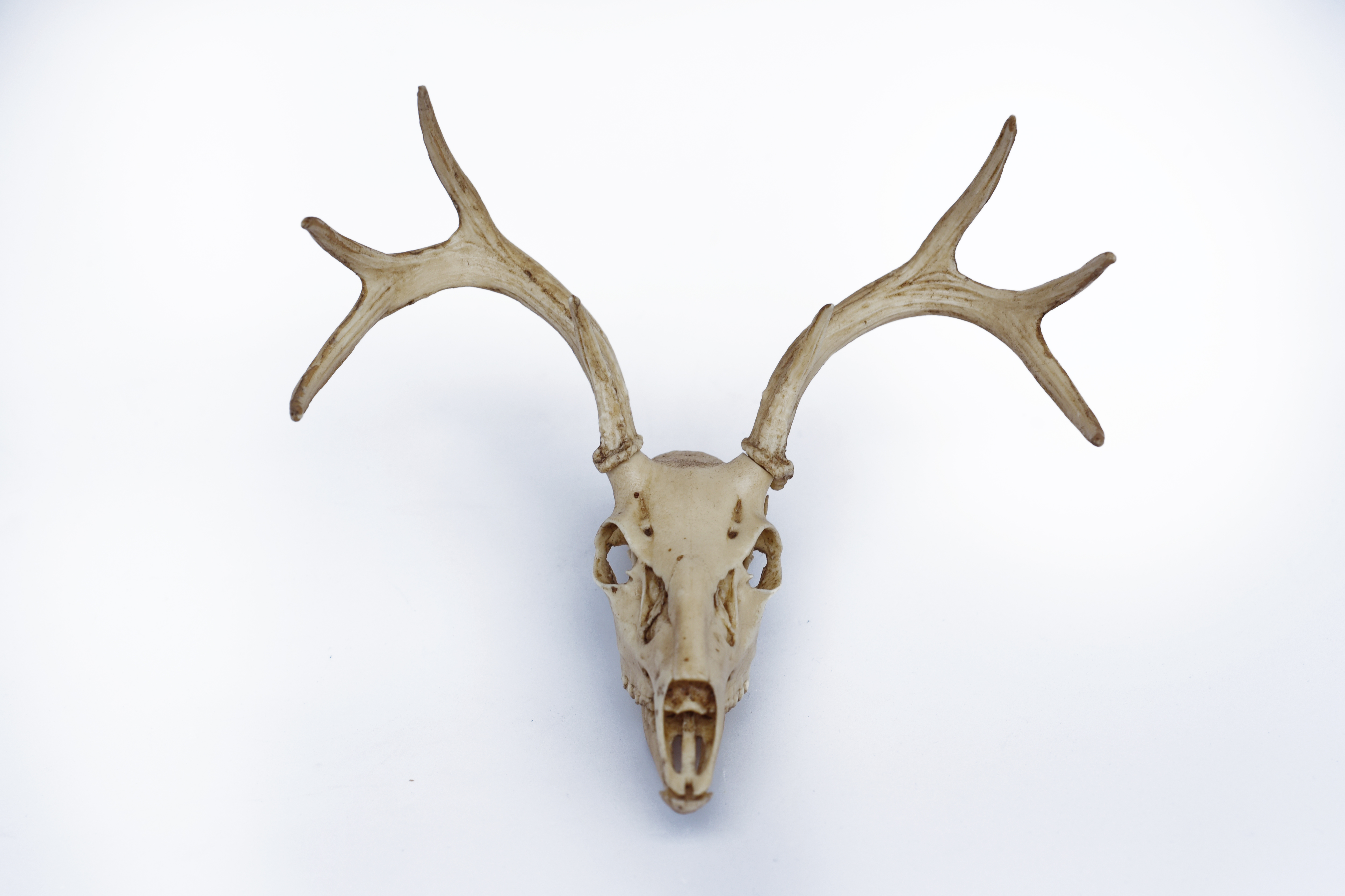 Deer Skull with Antlers 1/3 Scale