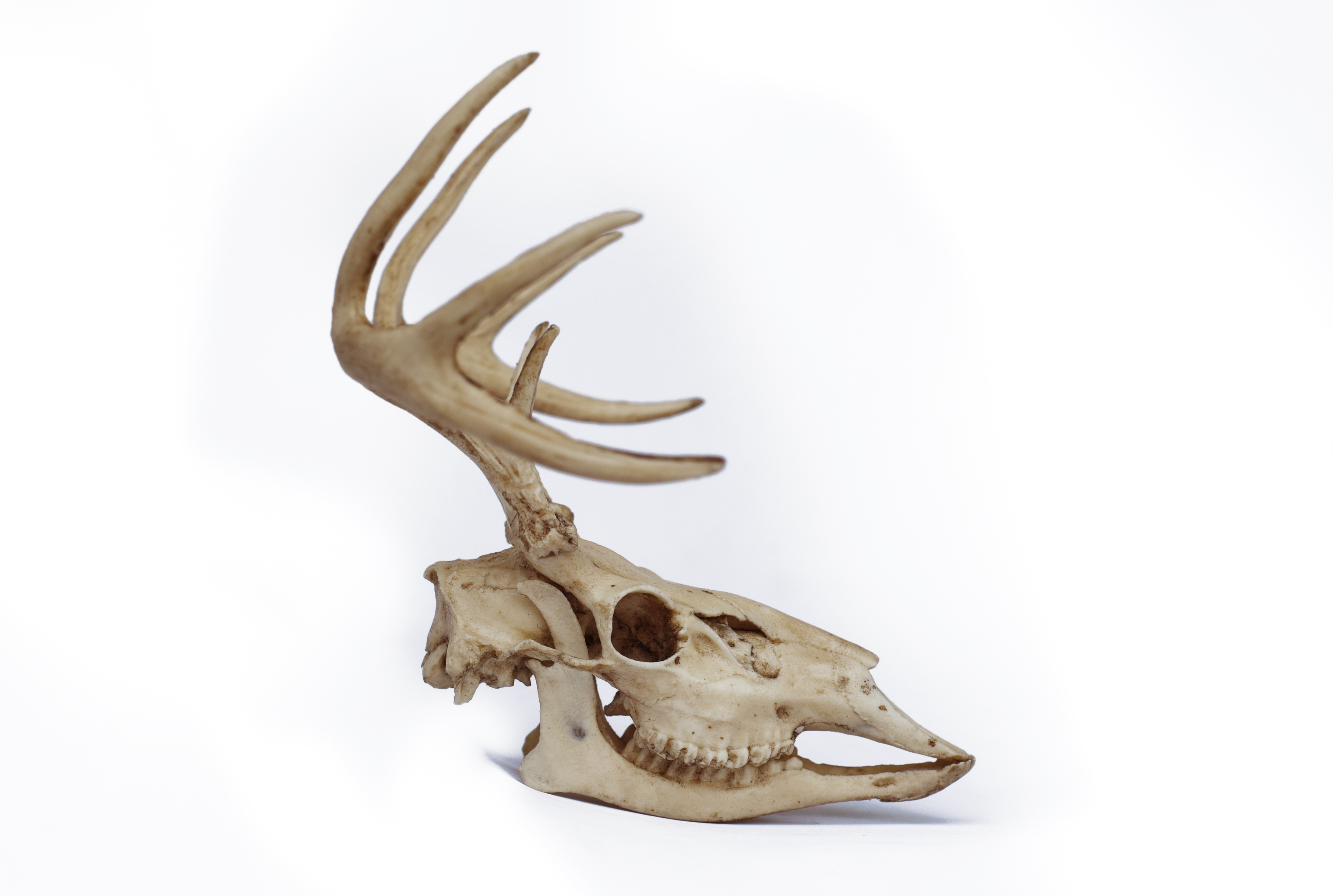 Deer Skull with Antlers 1/3 Scale