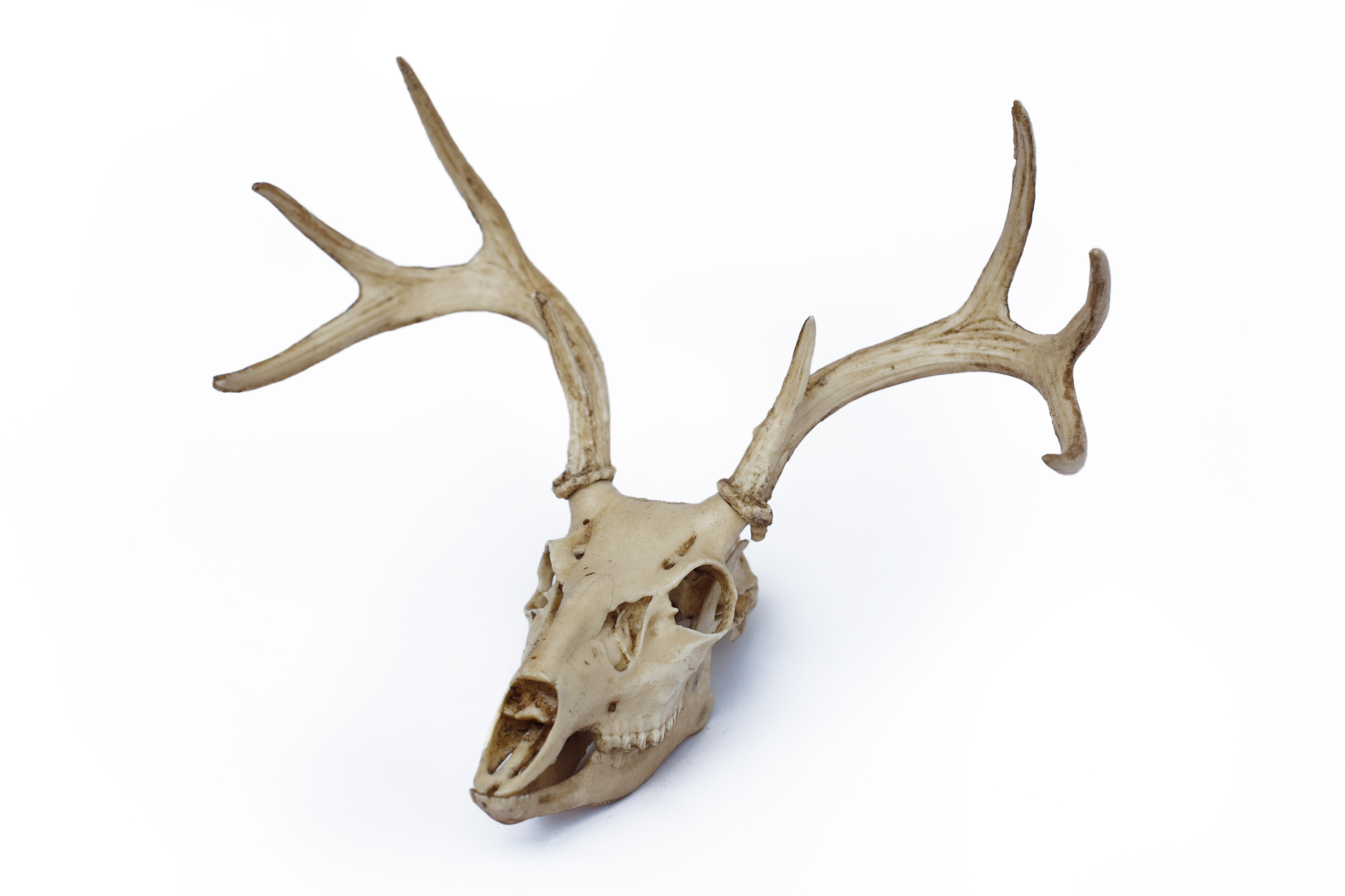 Deer Skull with Antlers 1/3 Scale