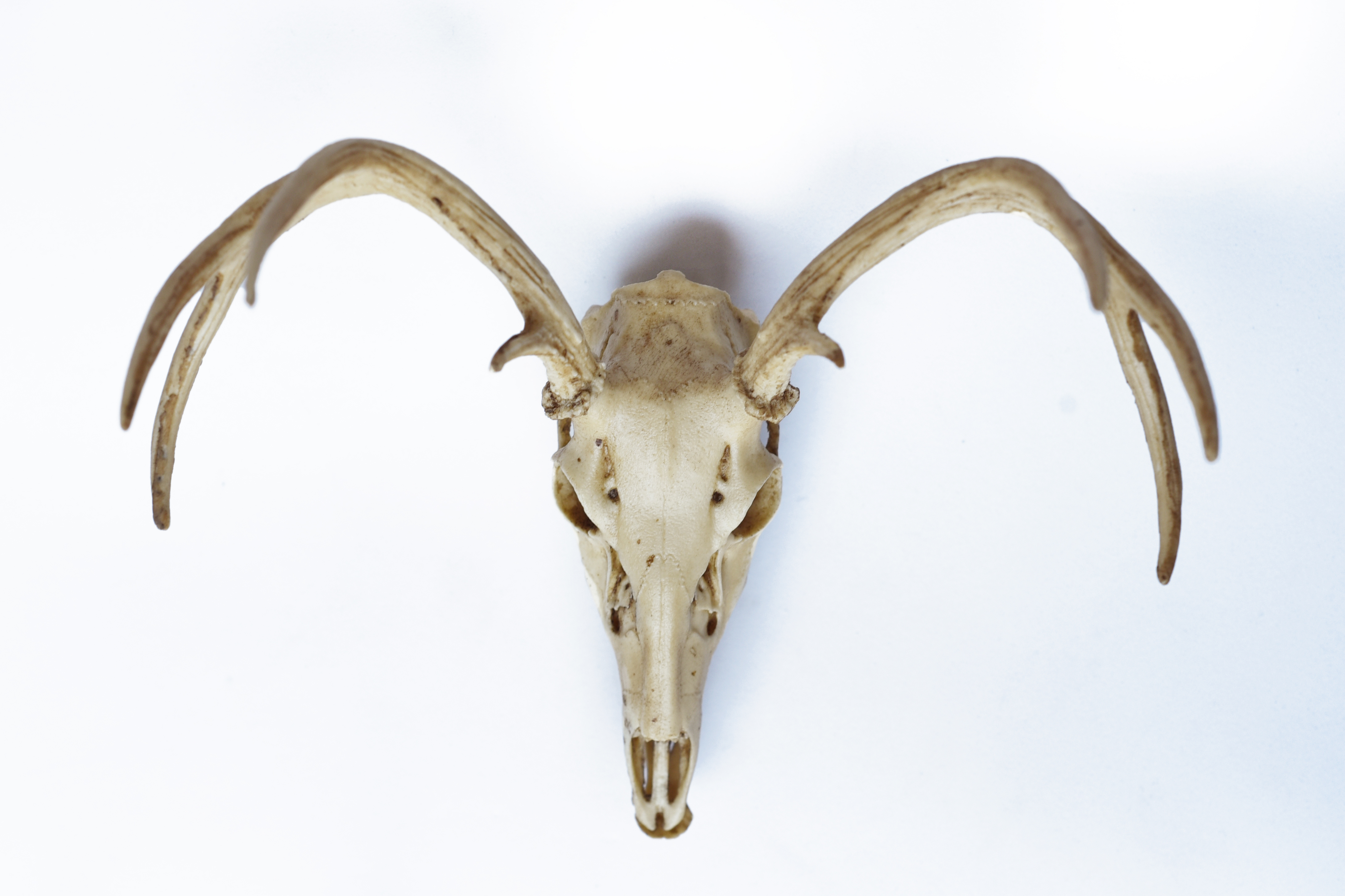 Deer Skull with Antlers 1/3 Scale