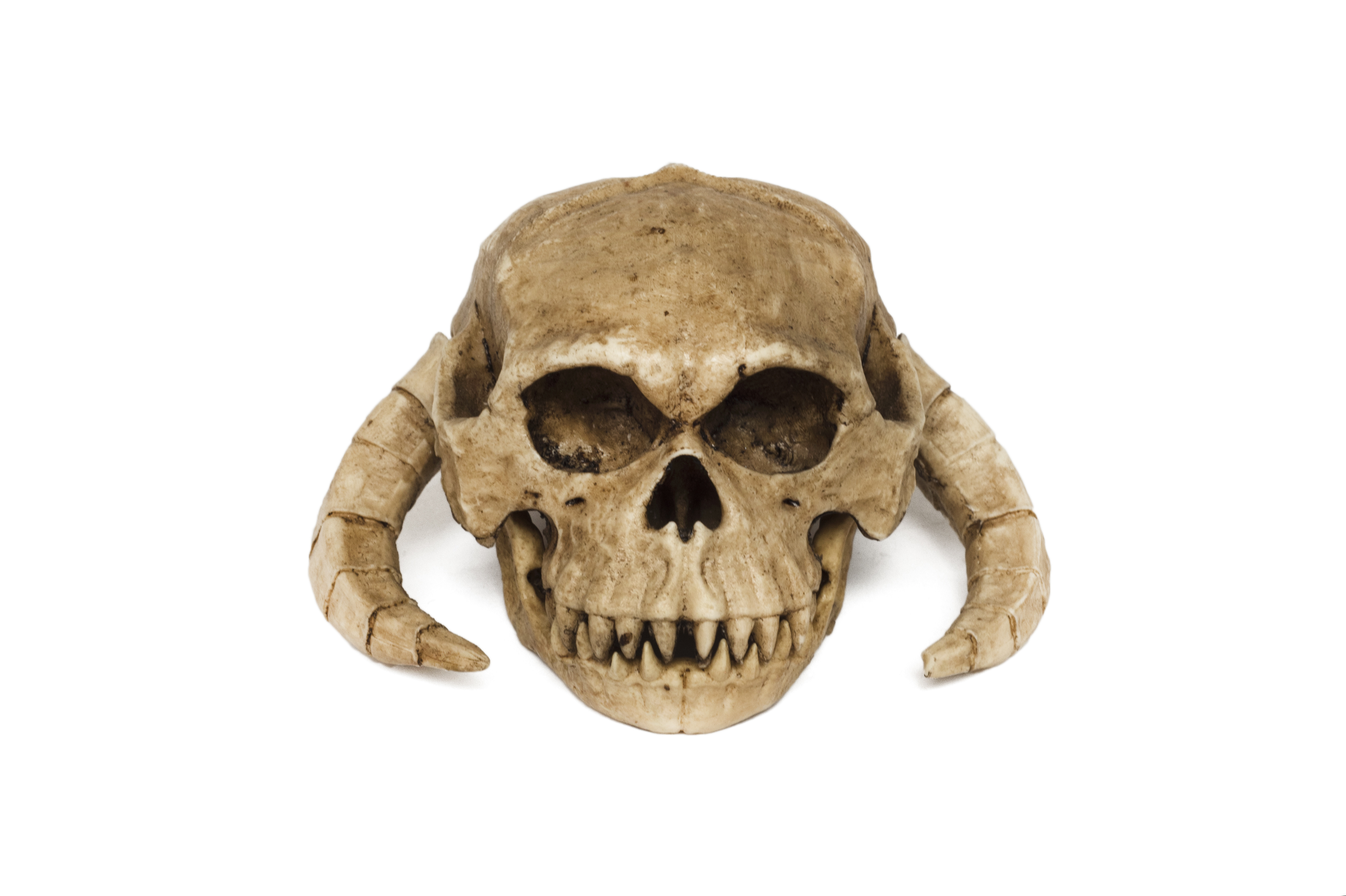 Wampa Skull 1/6 scale