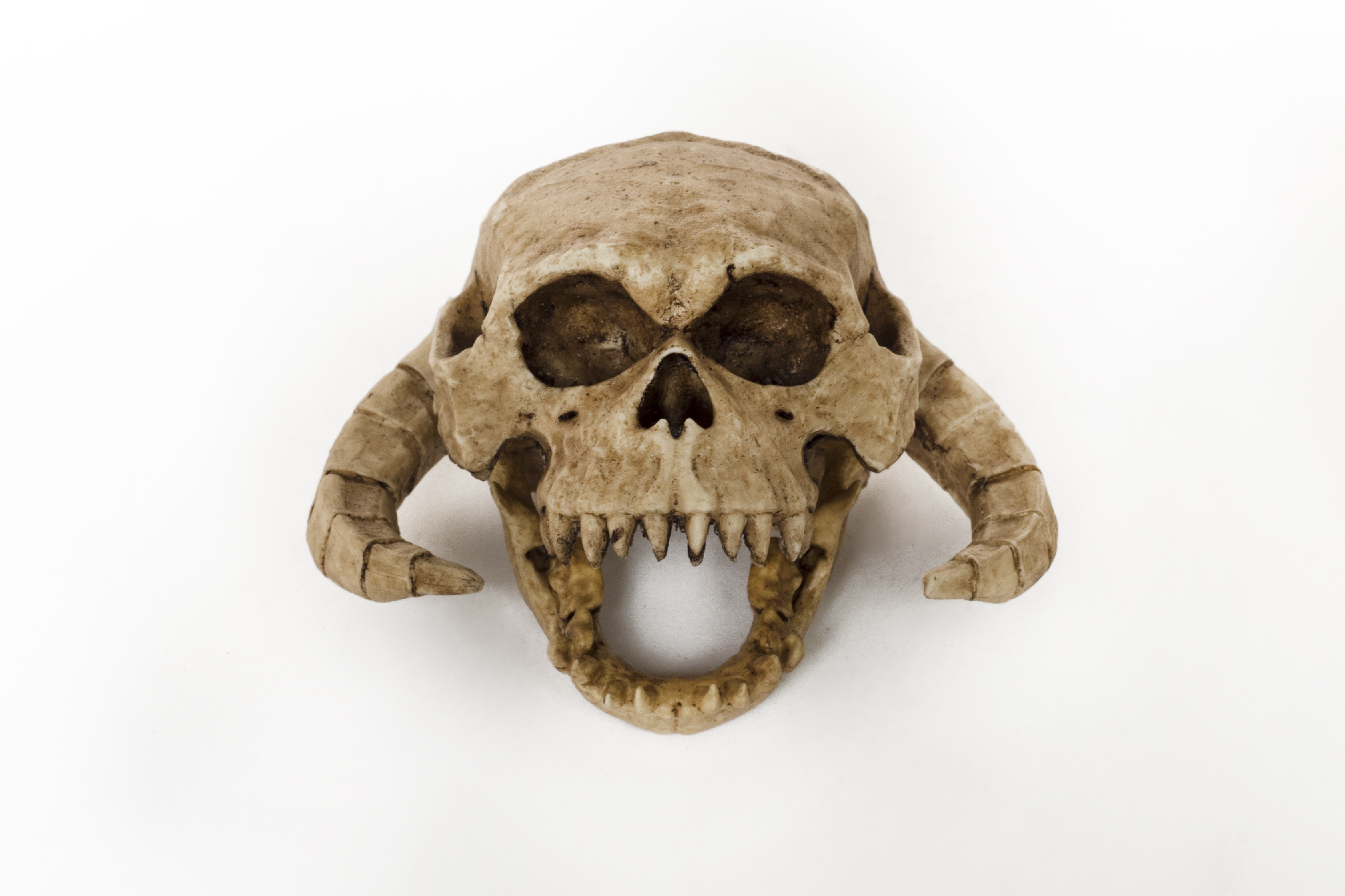 Wampa Skull 1/6 scale