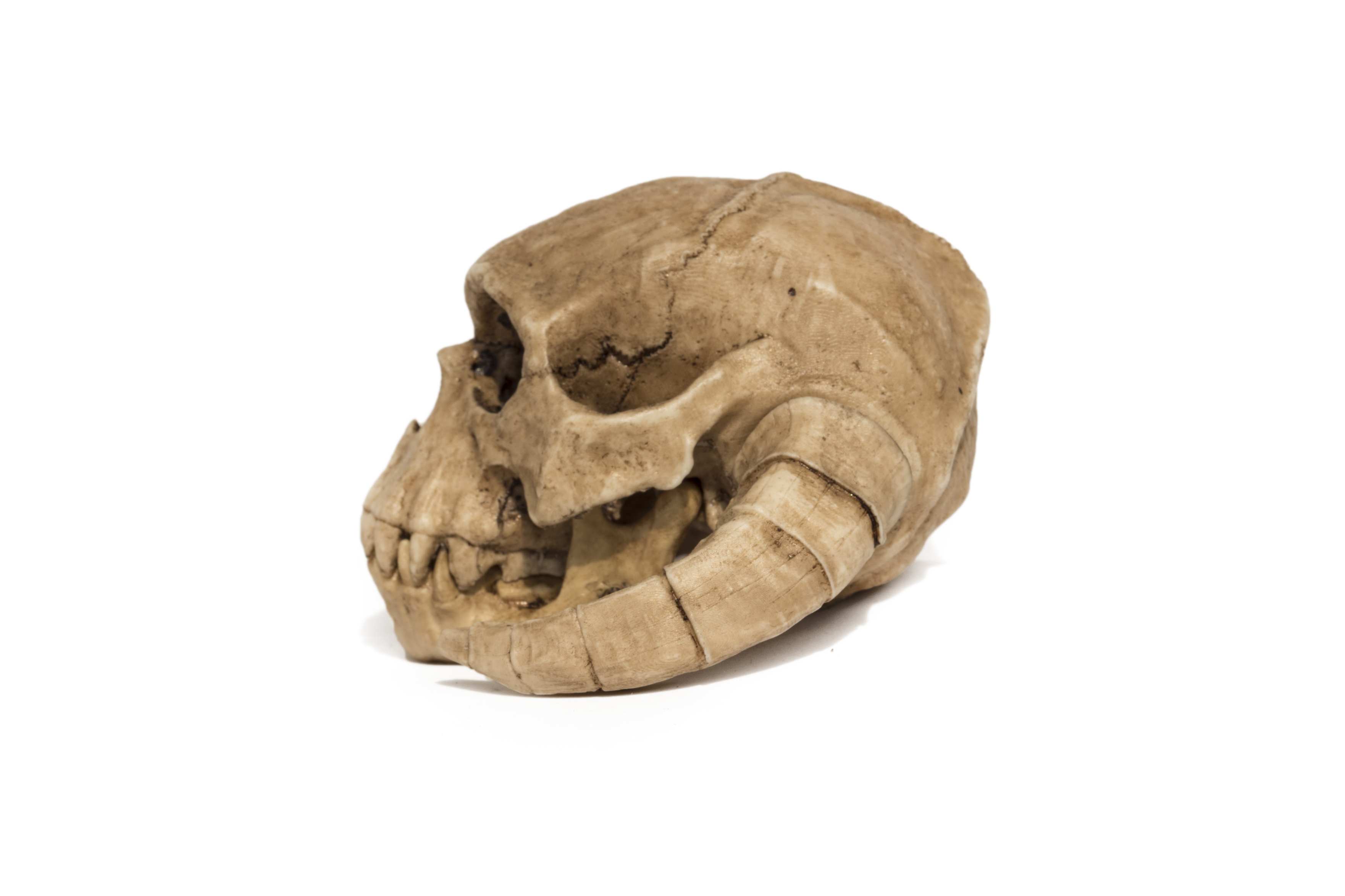 Wampa Skull 1/6 scale