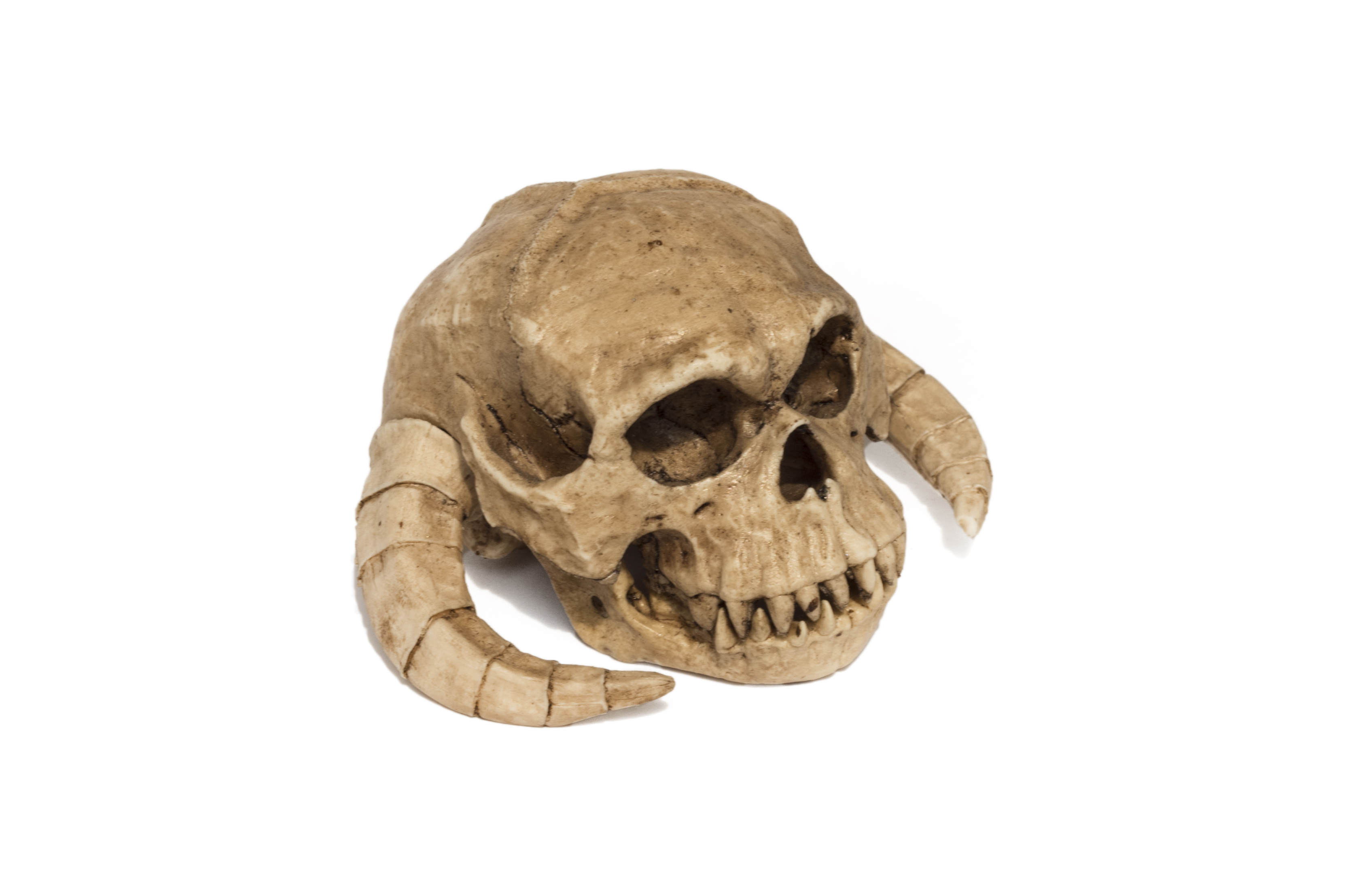 Wampa Skull 1/6 scale