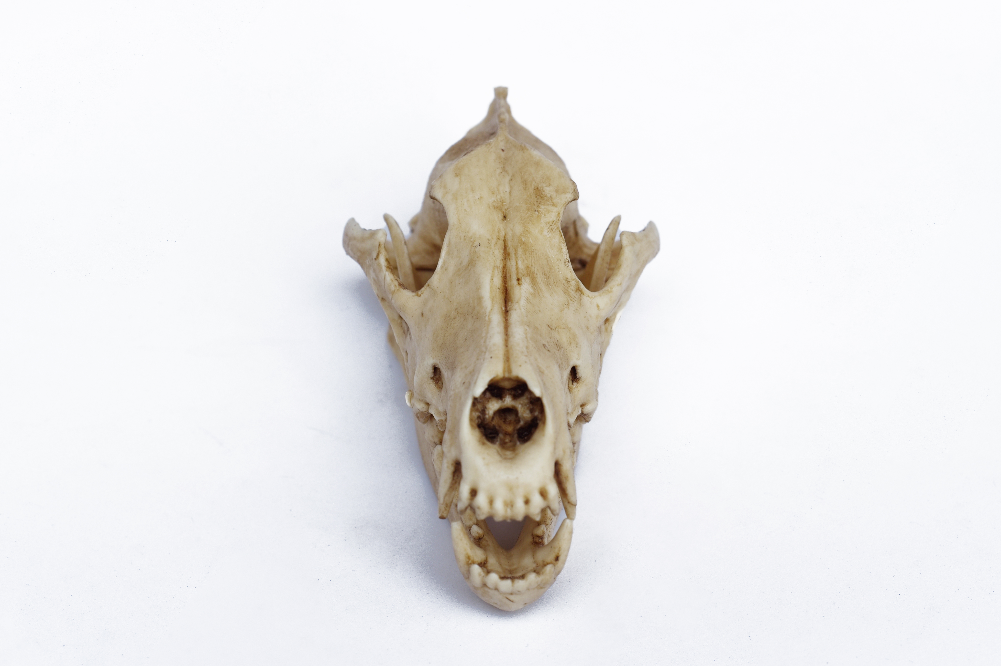 Wolf Skull 1/3 Scale Replica