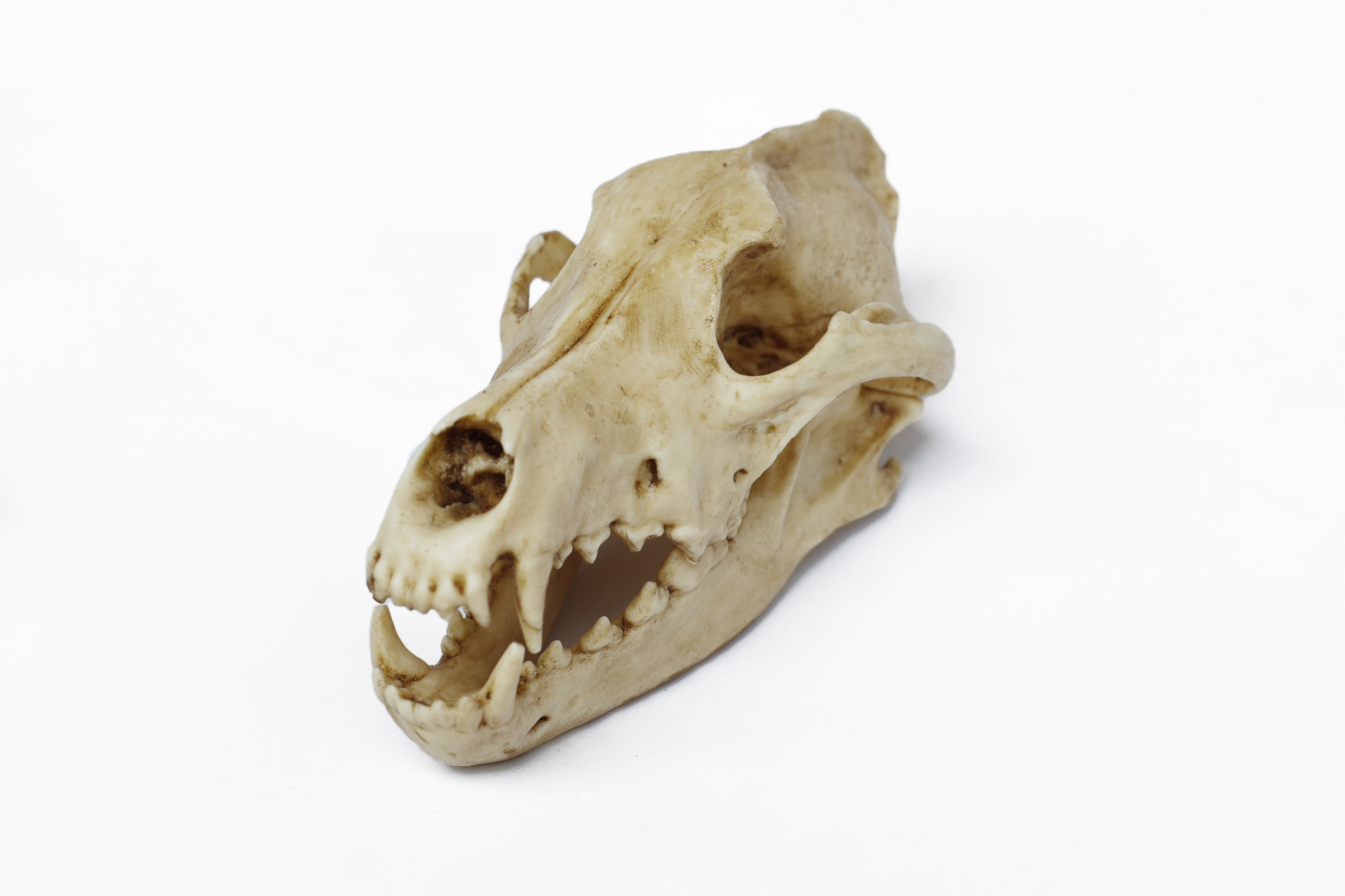 Wolf Skull 1/3 Scale Replica