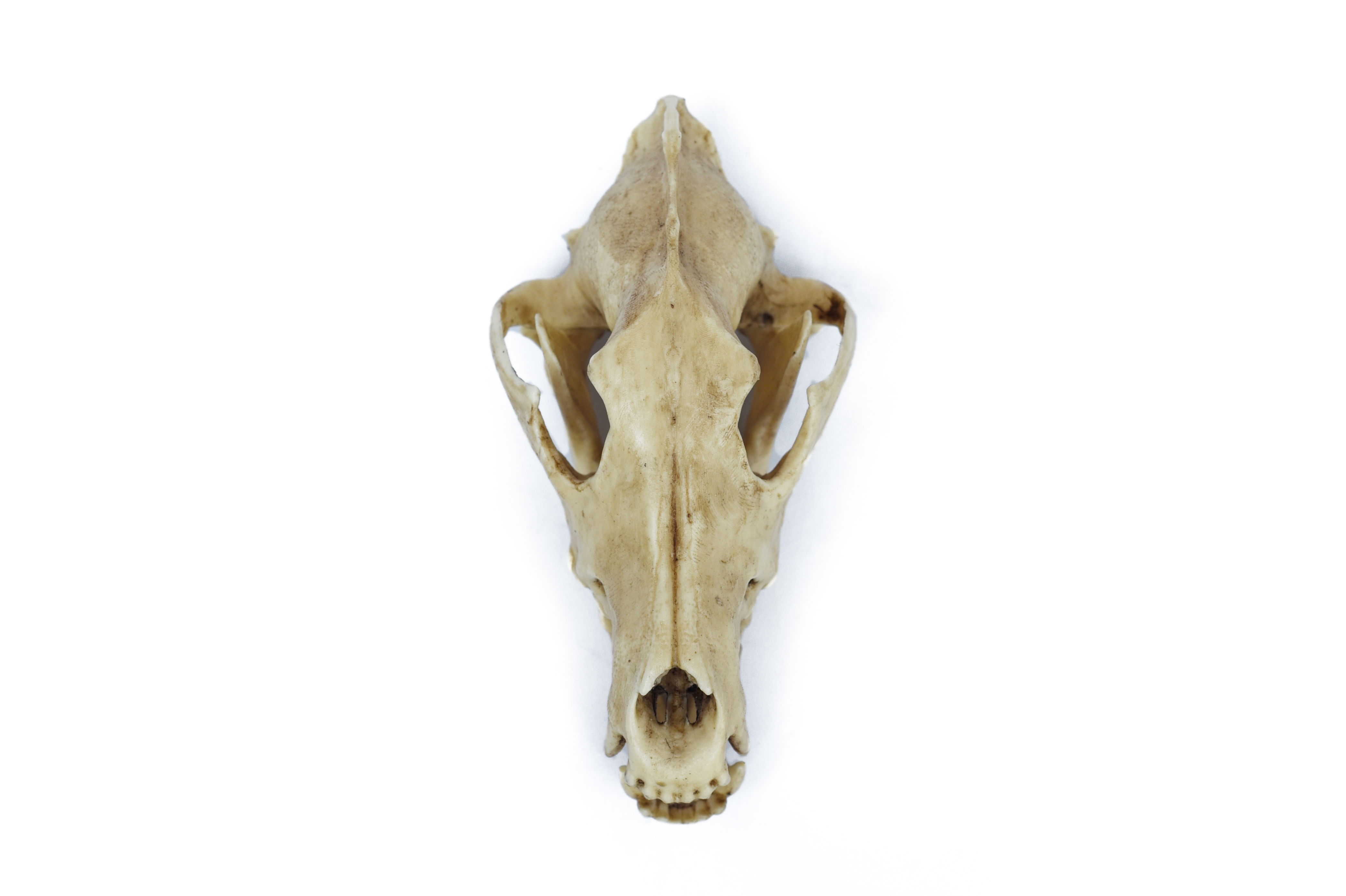 Wolf Skull 1/3 Scale Replica