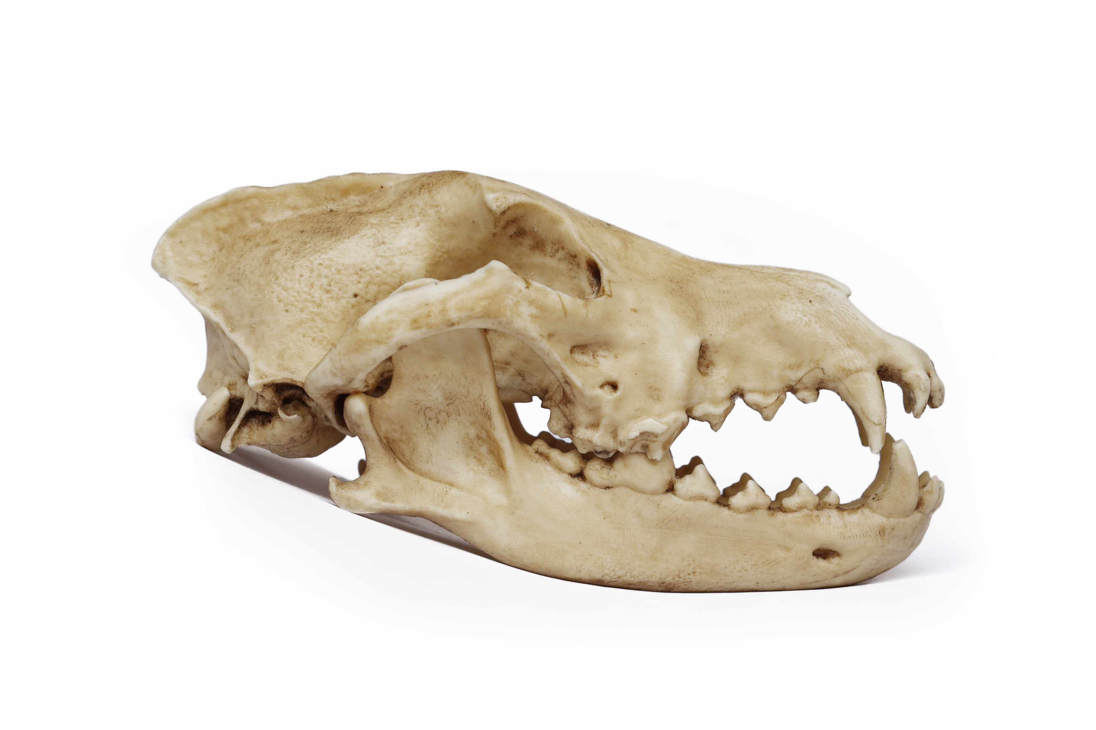 Wolf Skull 1/3 Scale Replica