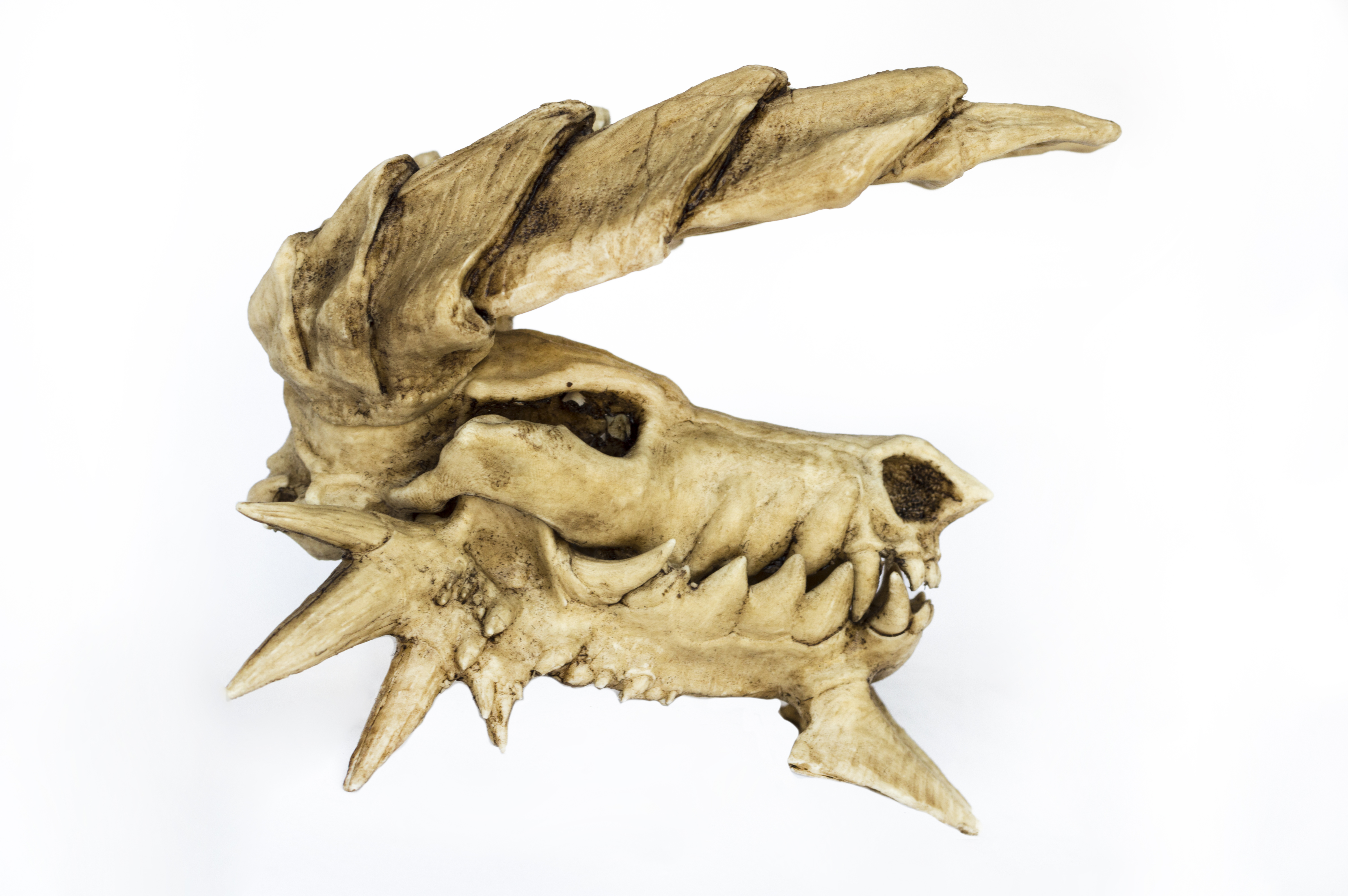 Zinogre Skull Sculpture. Monster Hunter. Resin art. Zinogre 