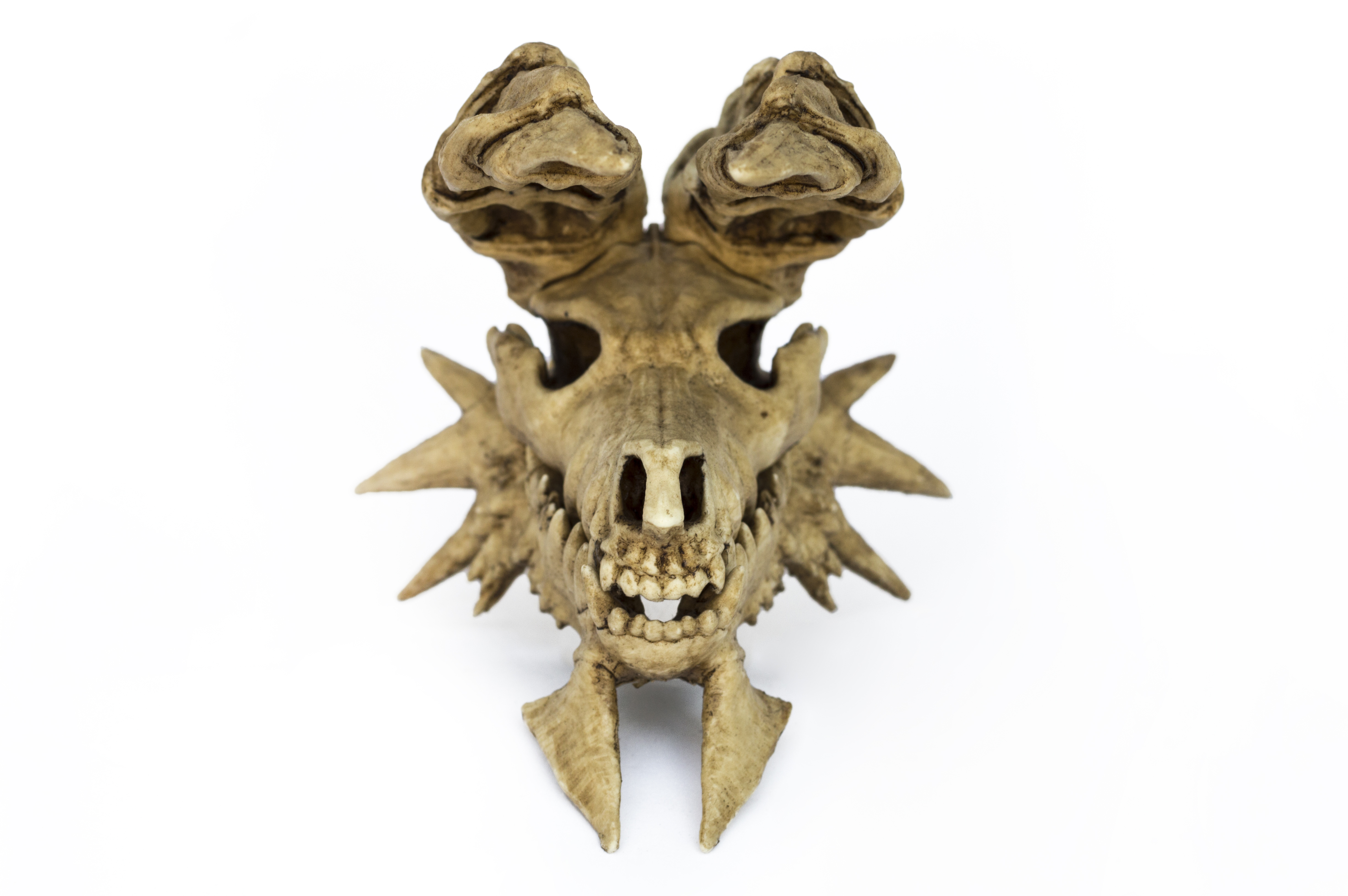 Zinogre Skull Sculpture. Monster Hunter. Resin art. Zinogre 