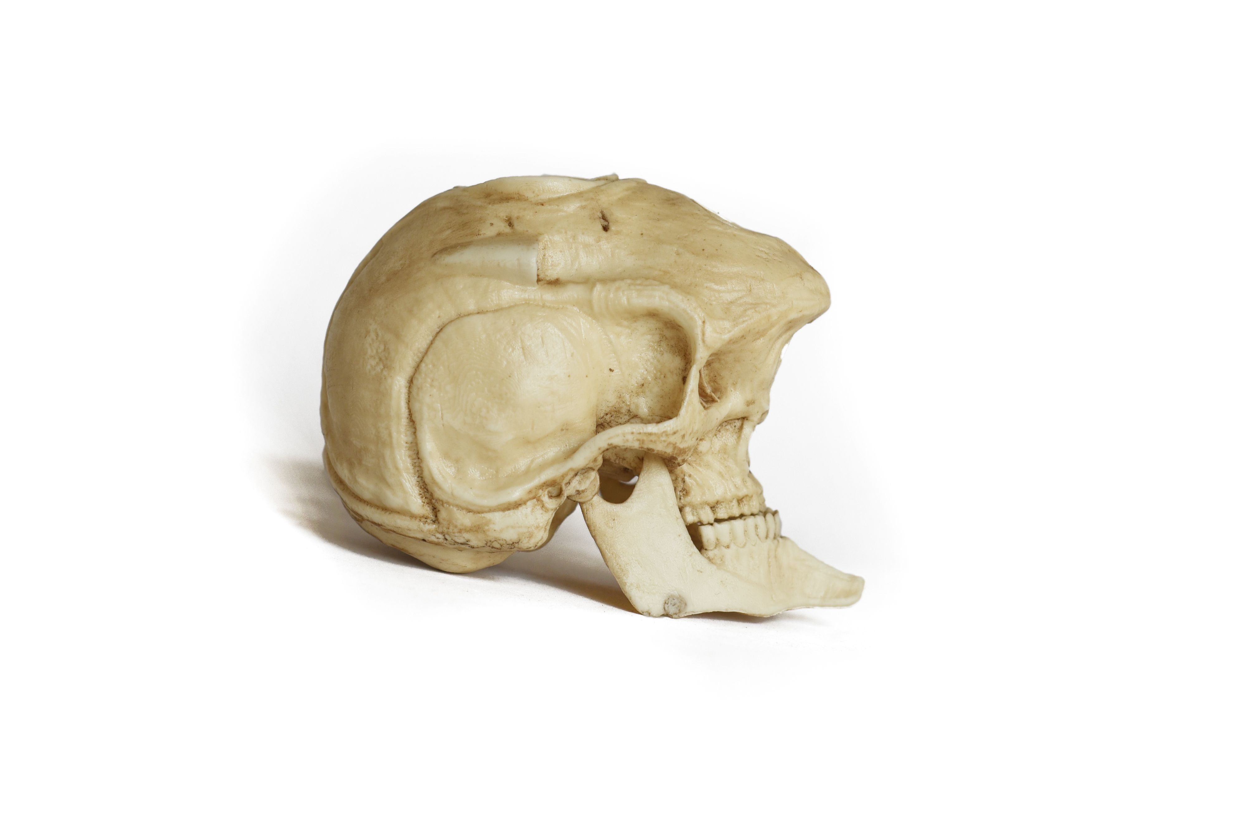 EVA00 Skull (Evangelion) Moveable jaw