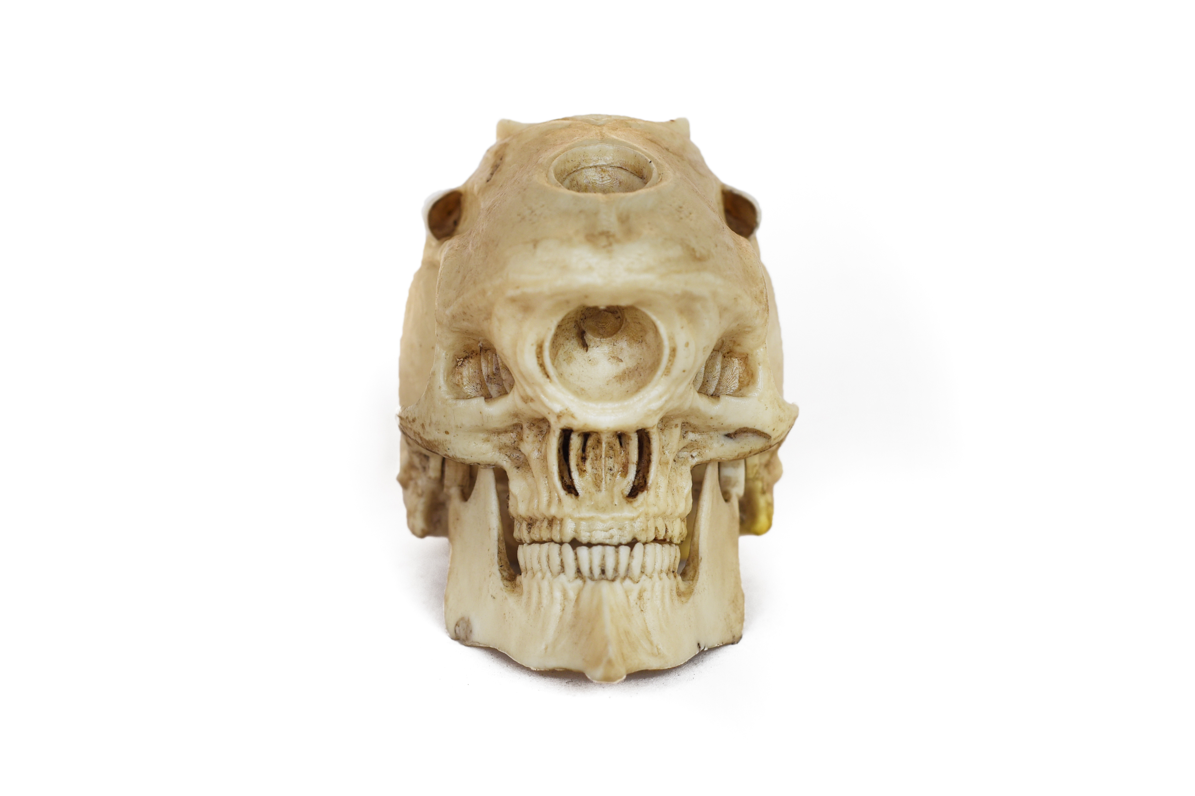 EVA00 Skull (Evangelion) Moveable jaw