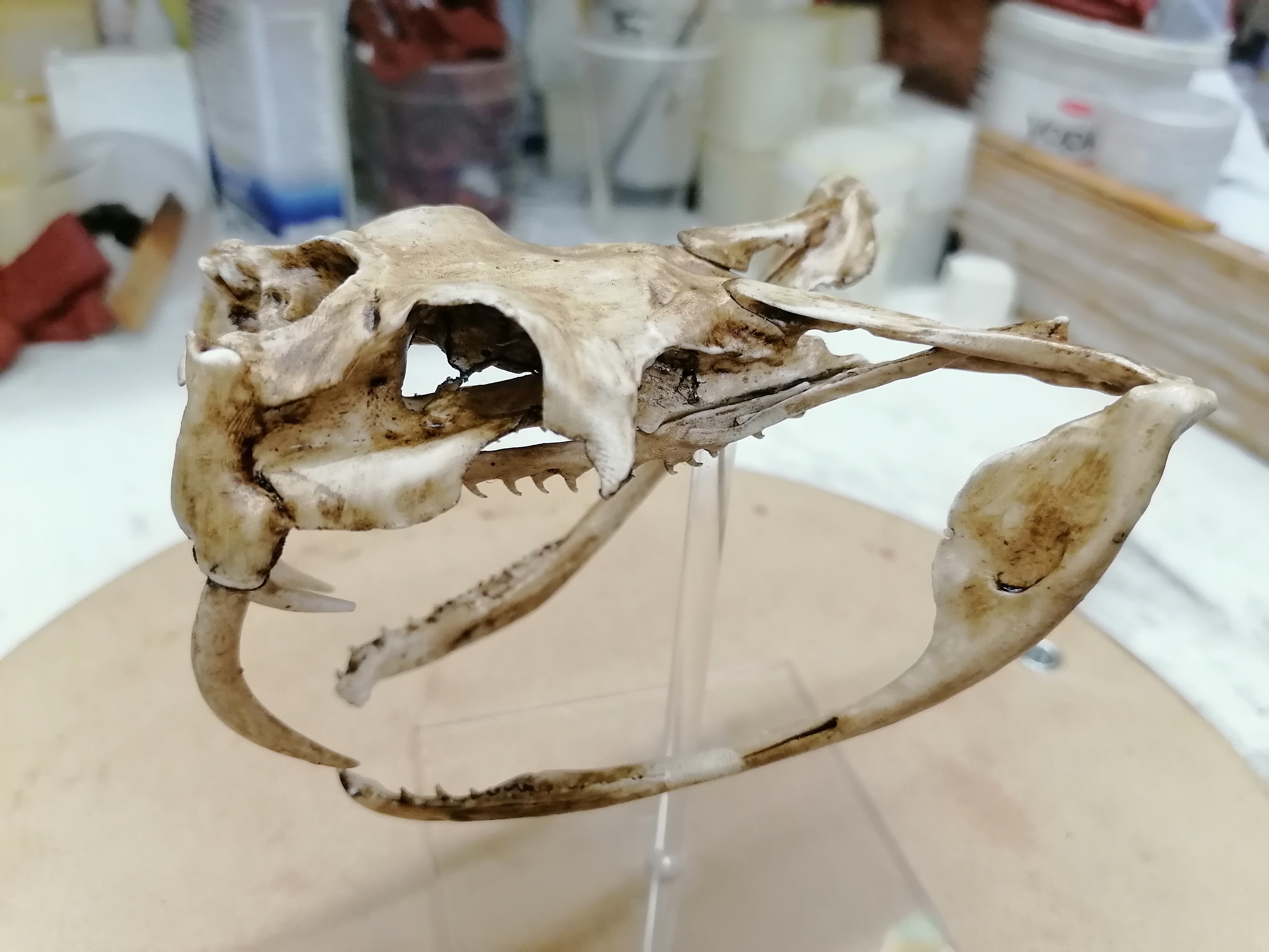 Gabon Viper Skull 1/1 Scale Replica