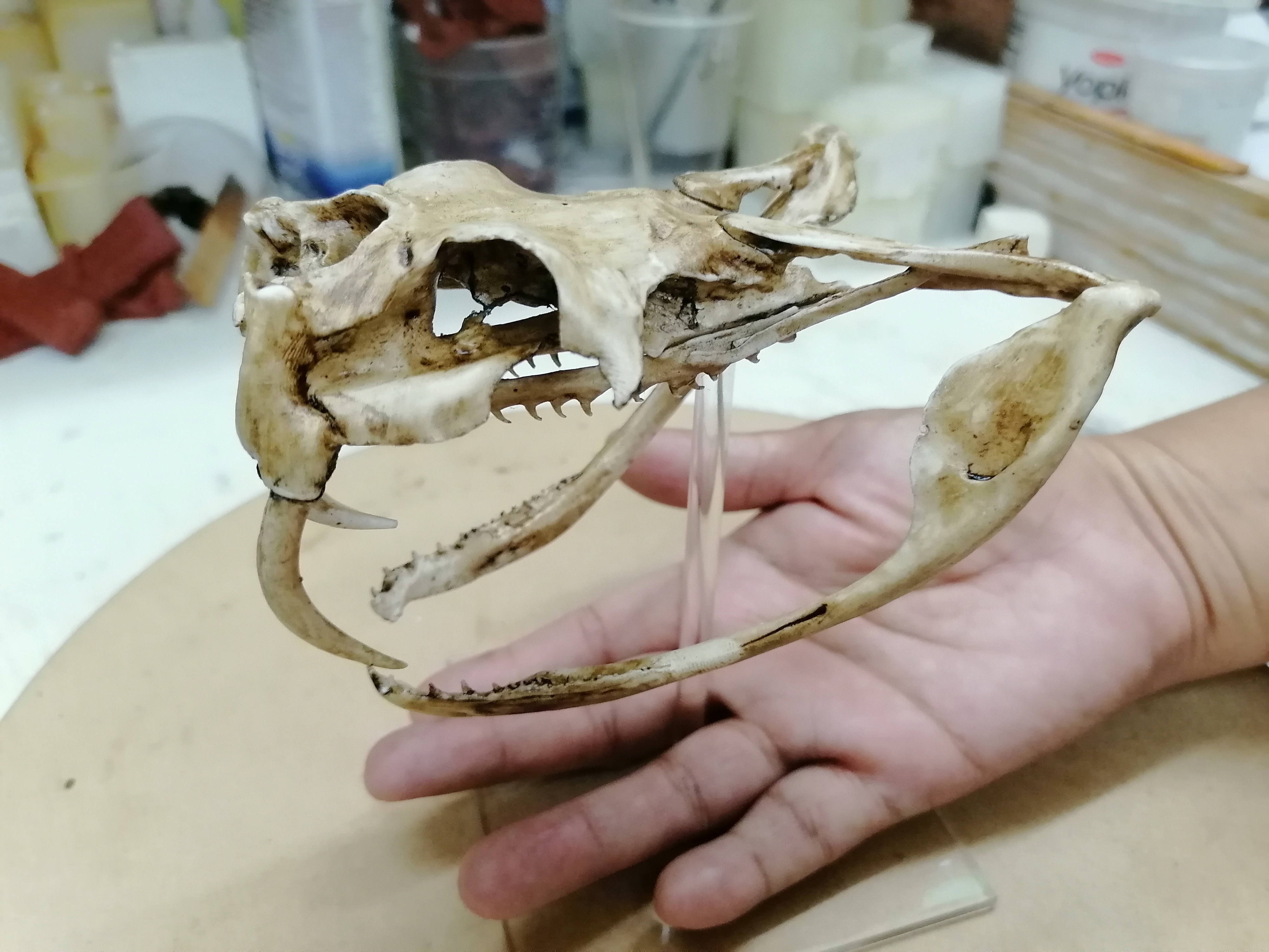 Gabon Viper Skull 1/1 Scale Replica