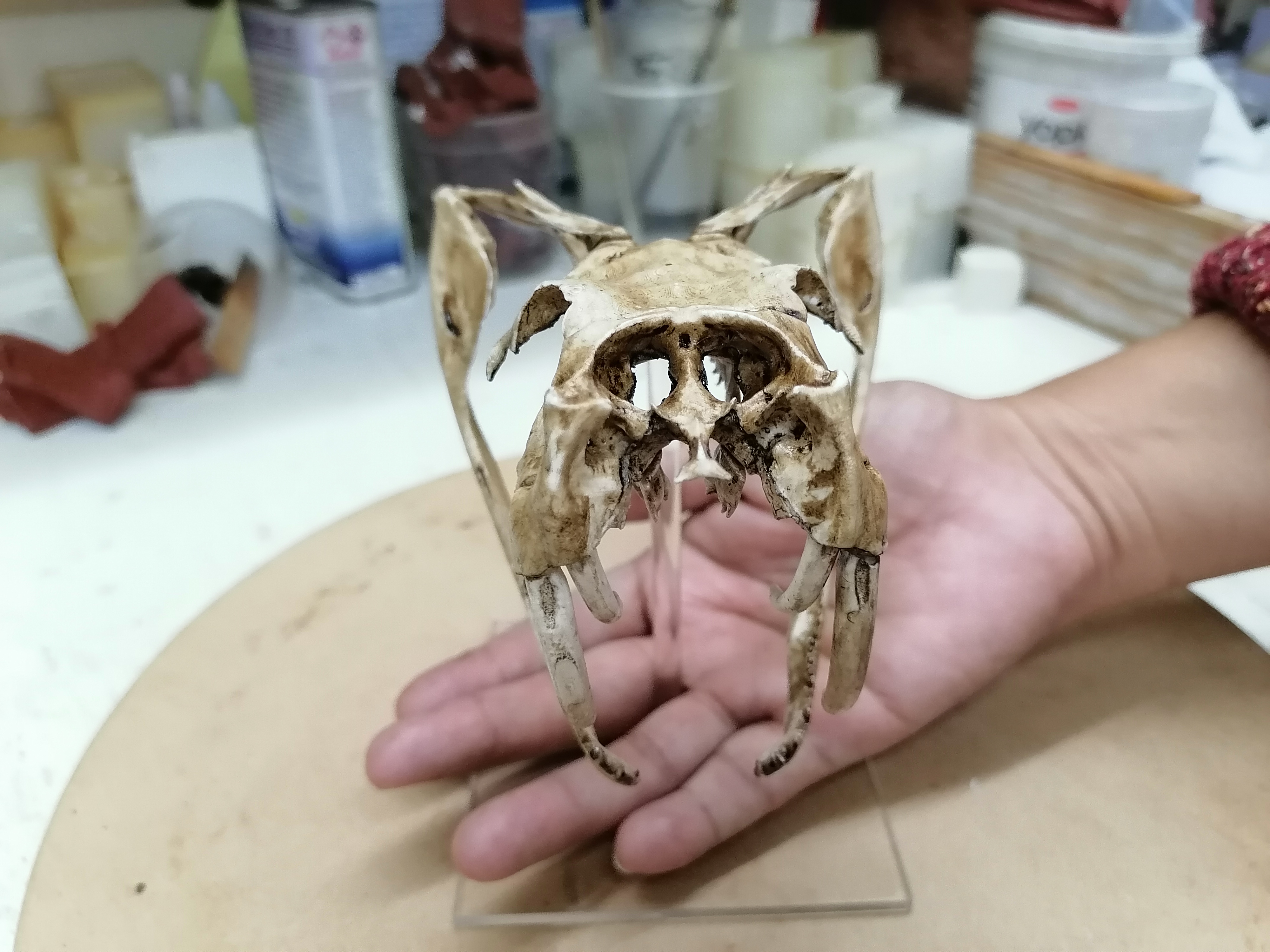 Gabon Viper Skull 1/1 Scale Replica