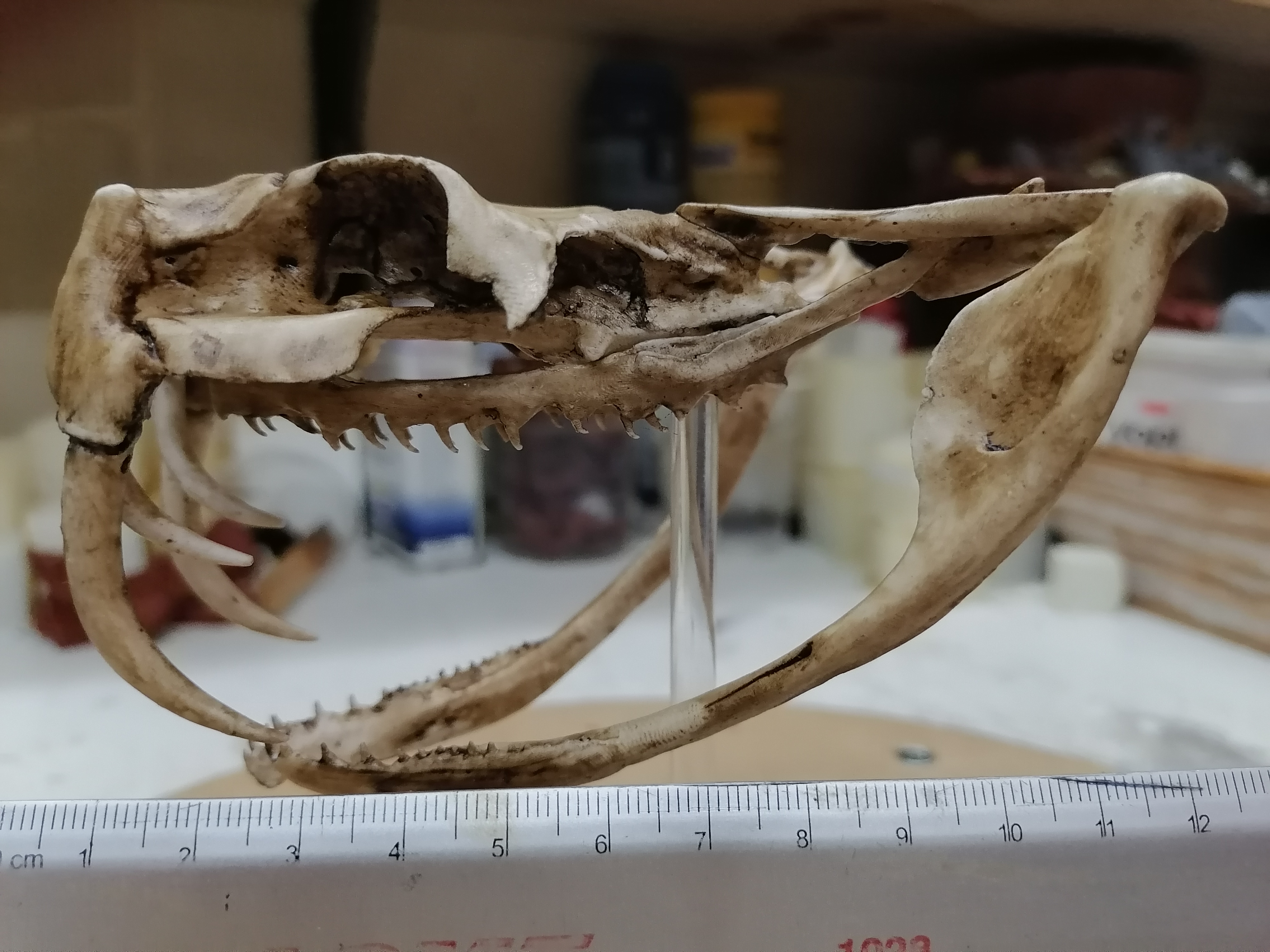 Gabon Viper Skull 1/1 Scale Replica