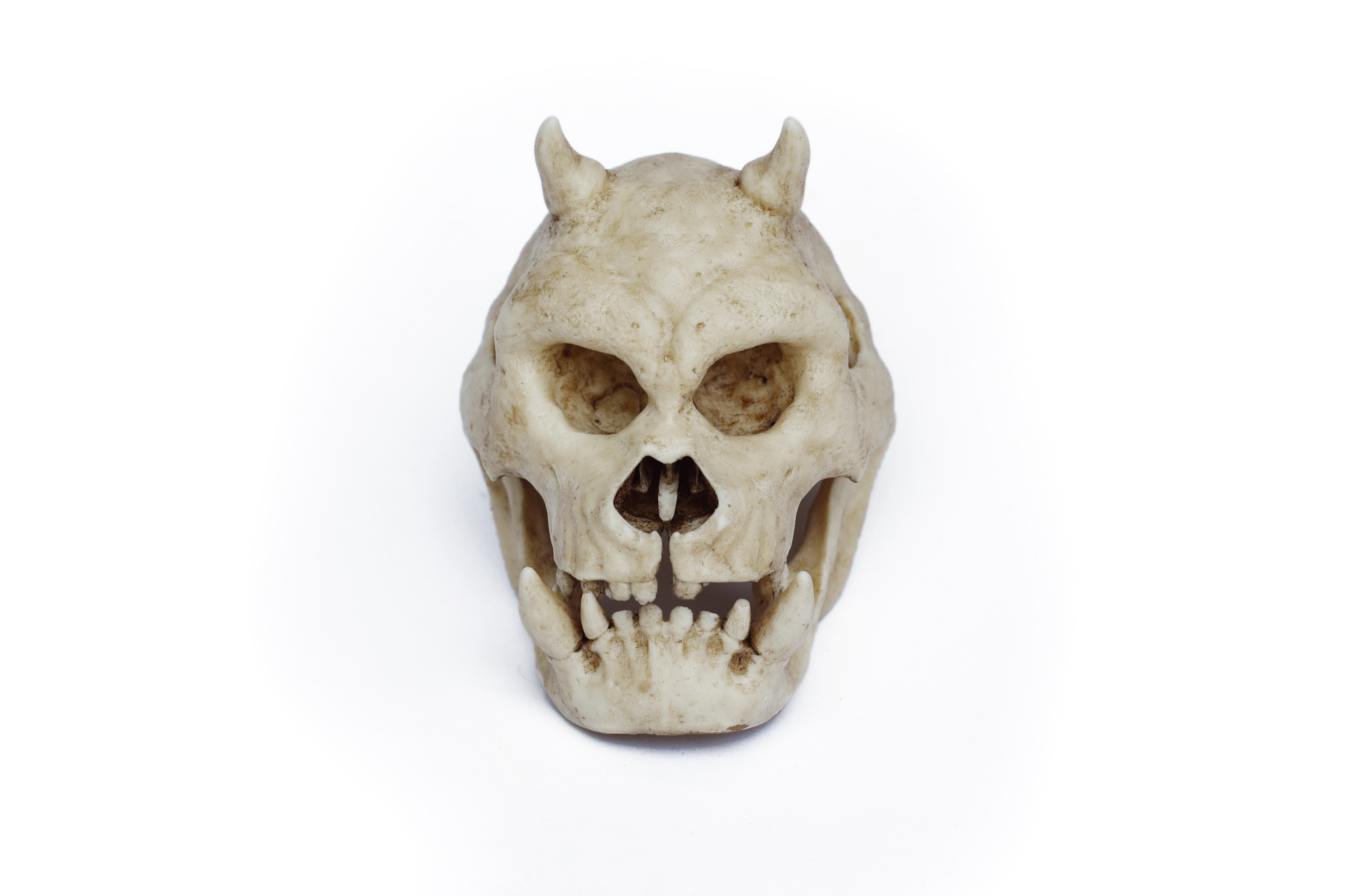 Gamorrean Skull Moveable Jaw