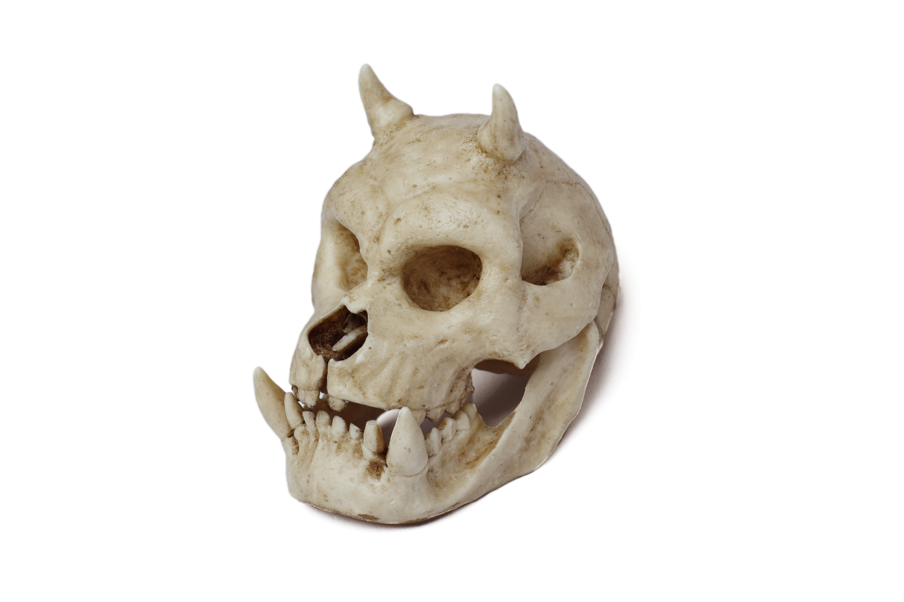 Gamorrean Skull Moveable Jaw