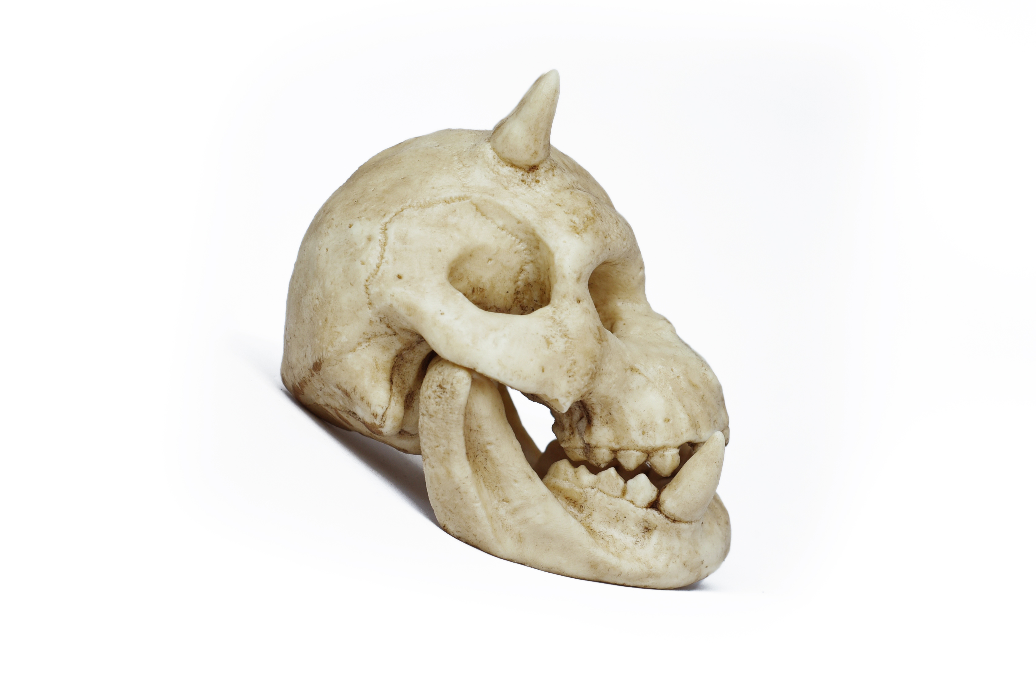 Gamorrean Skull Moveable Jaw