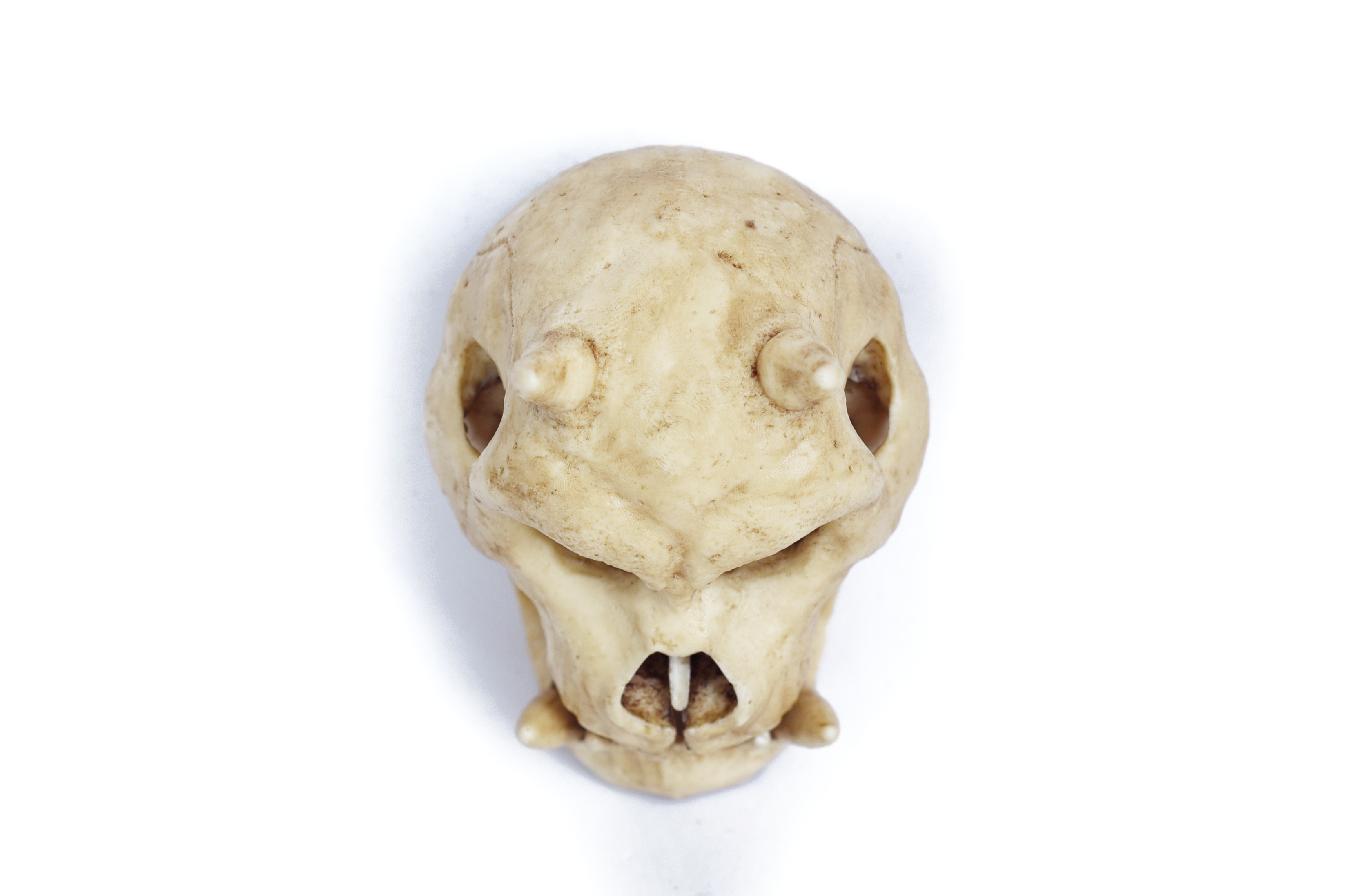 Gamorrean Skull Moveable Jaw