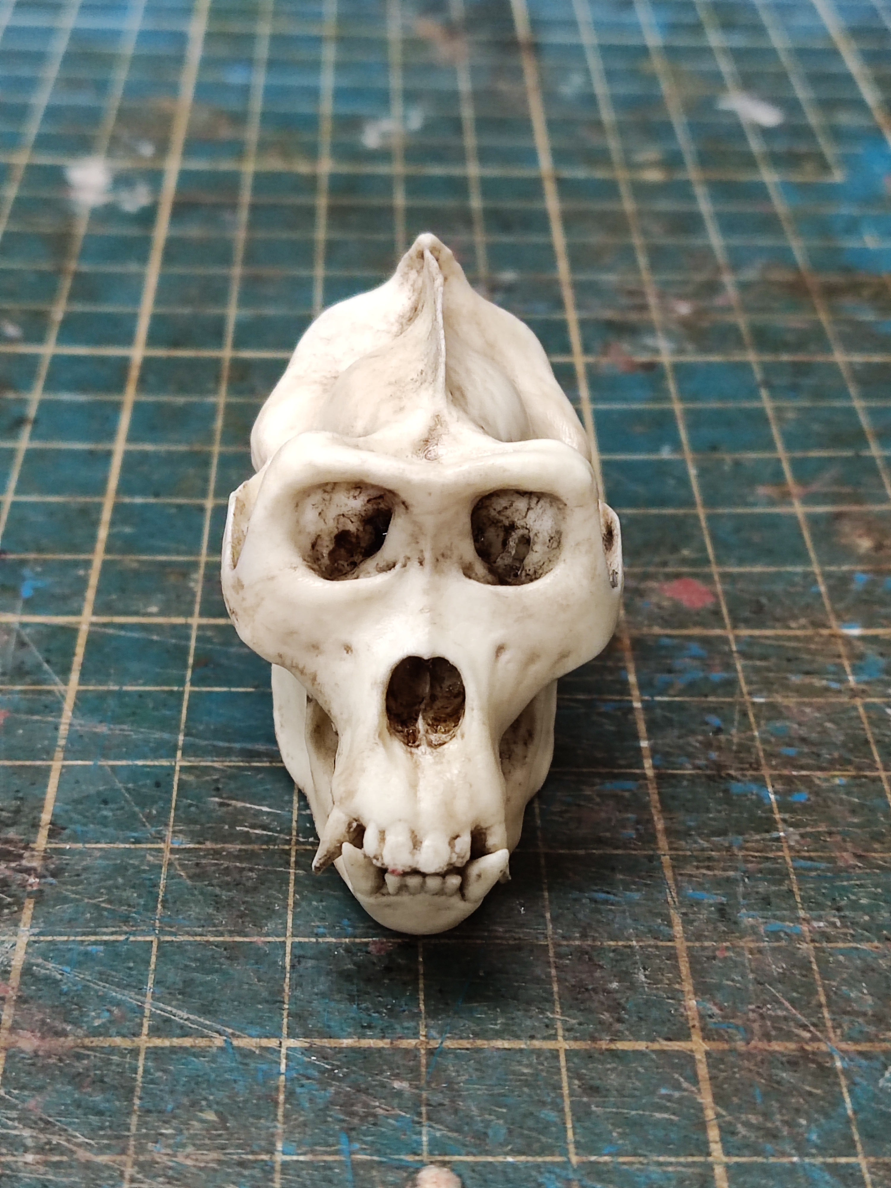 Realistic Gorilla Skull Replica 1/6 scale