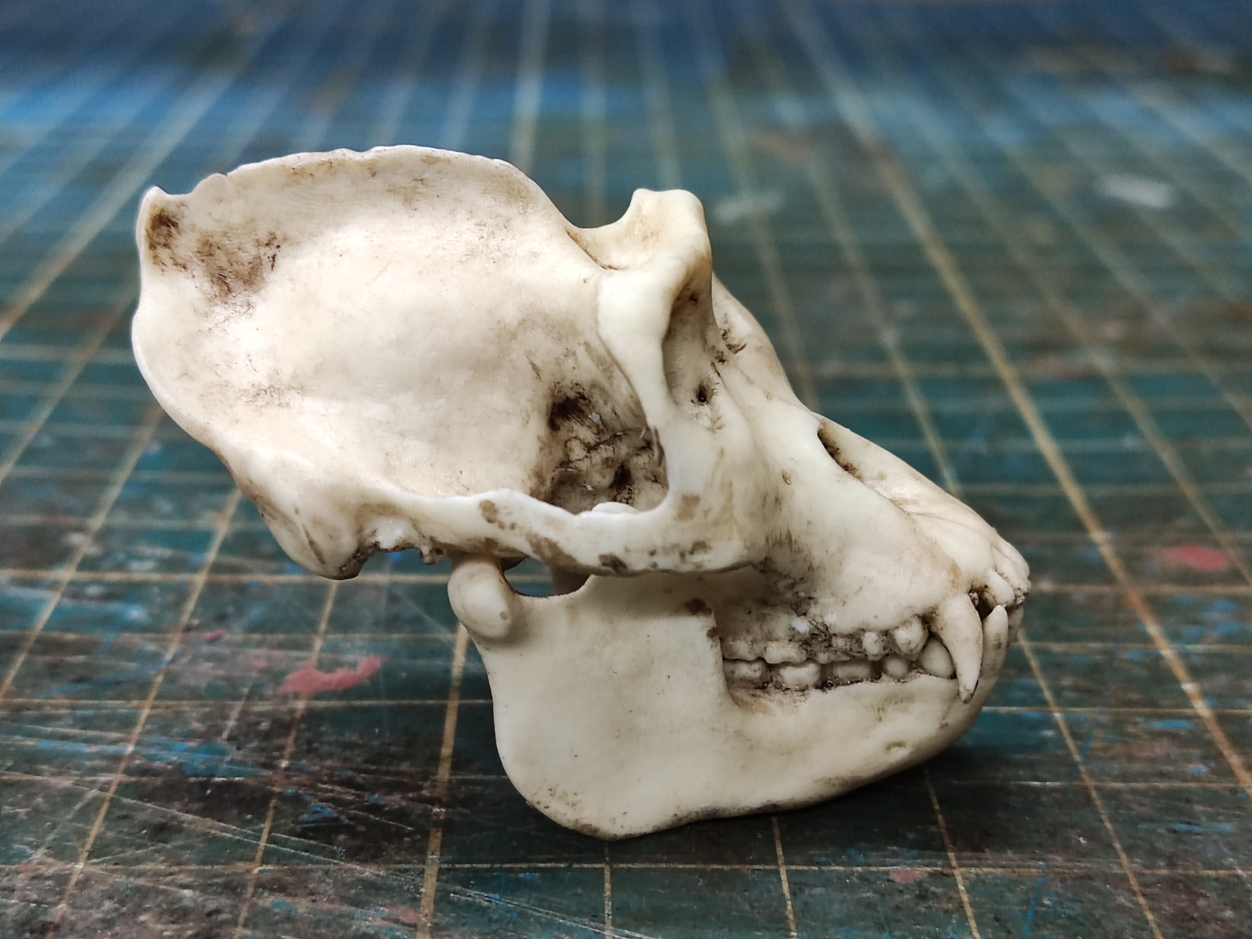 Realistic Gorilla Skull Replica 1/6 scale