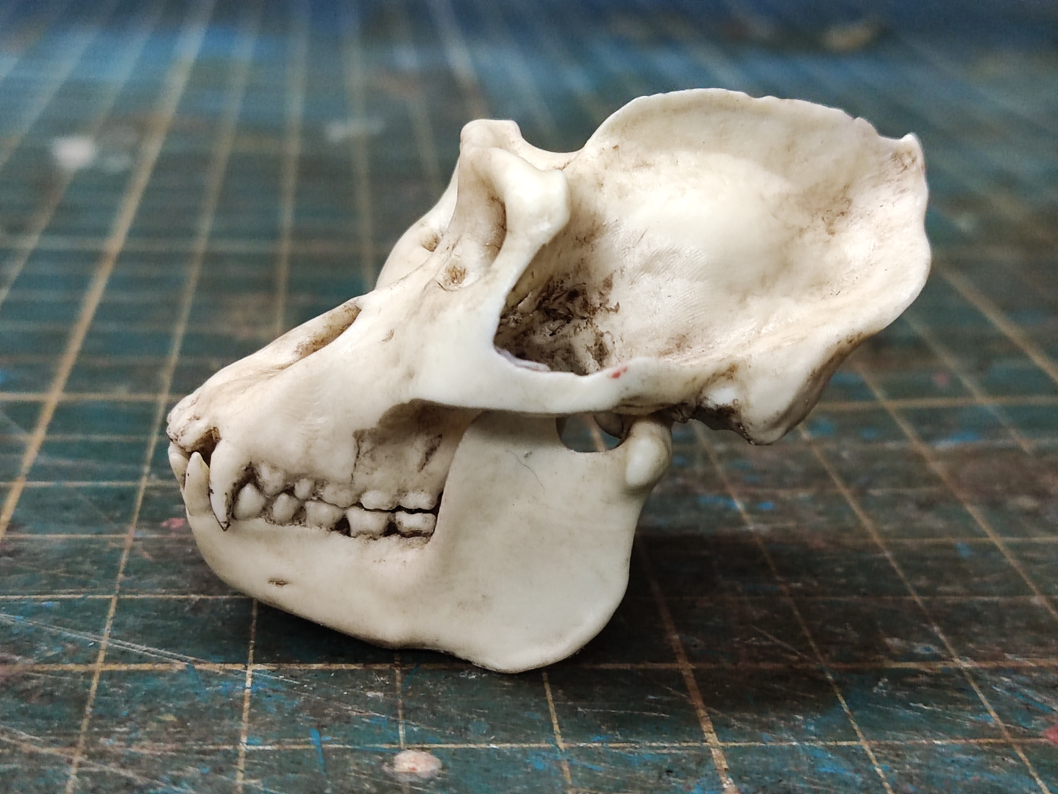 Realistic Gorilla Skull Replica 1/6 scale