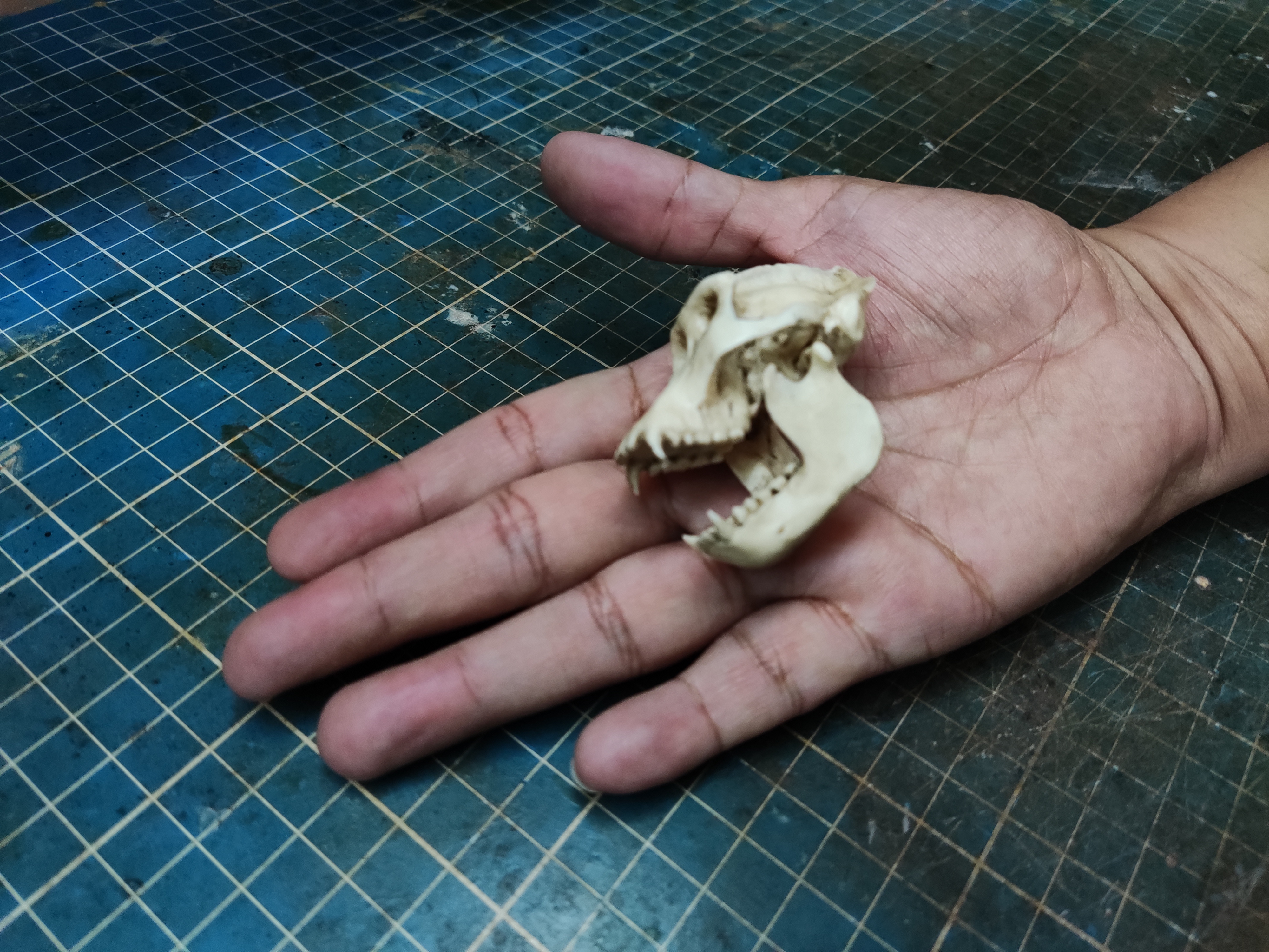 Realistic Gorilla Skull Replica 1/6 scale