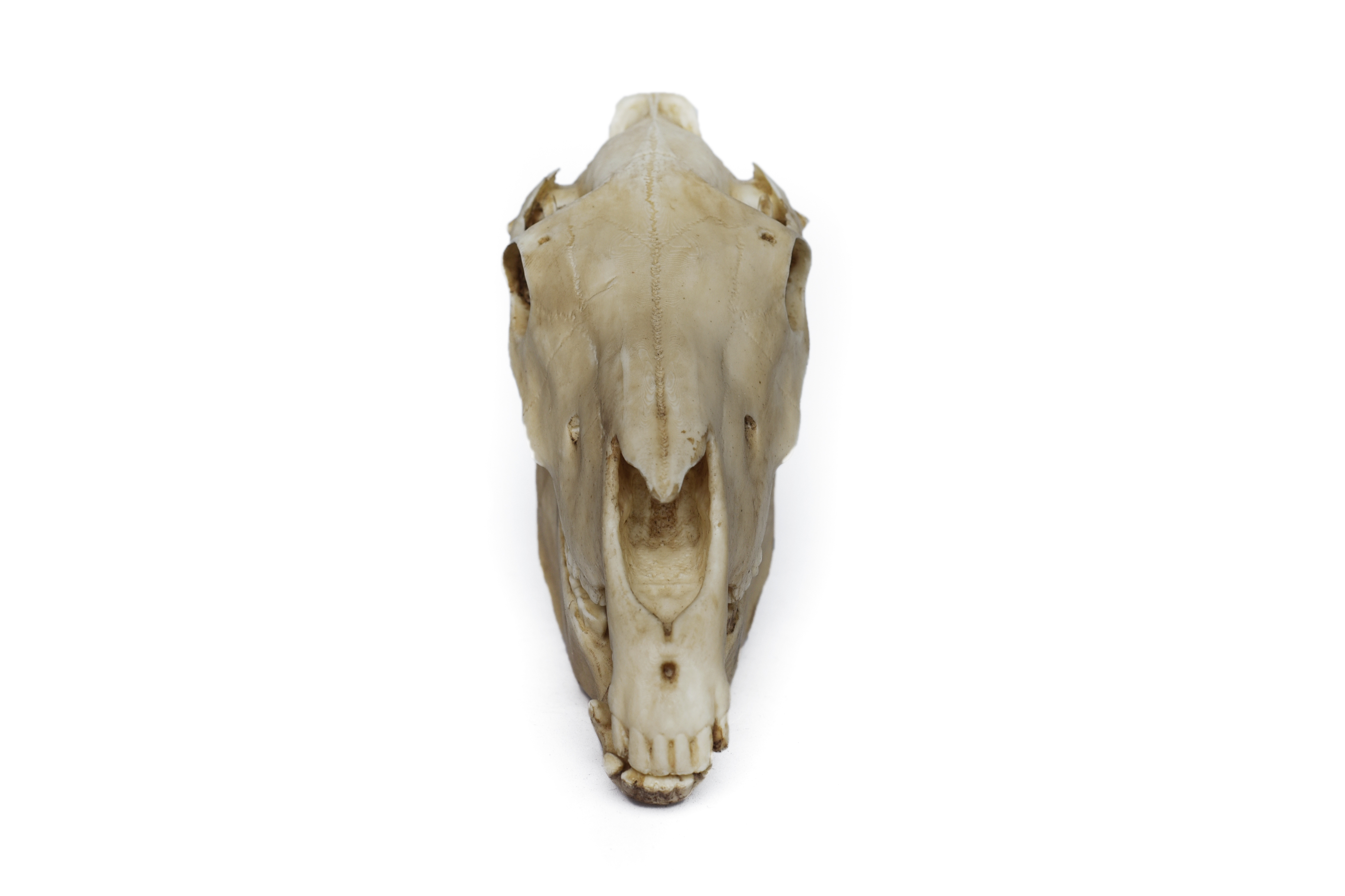 Horse Skull Scale 1/6 Moveable Jaw