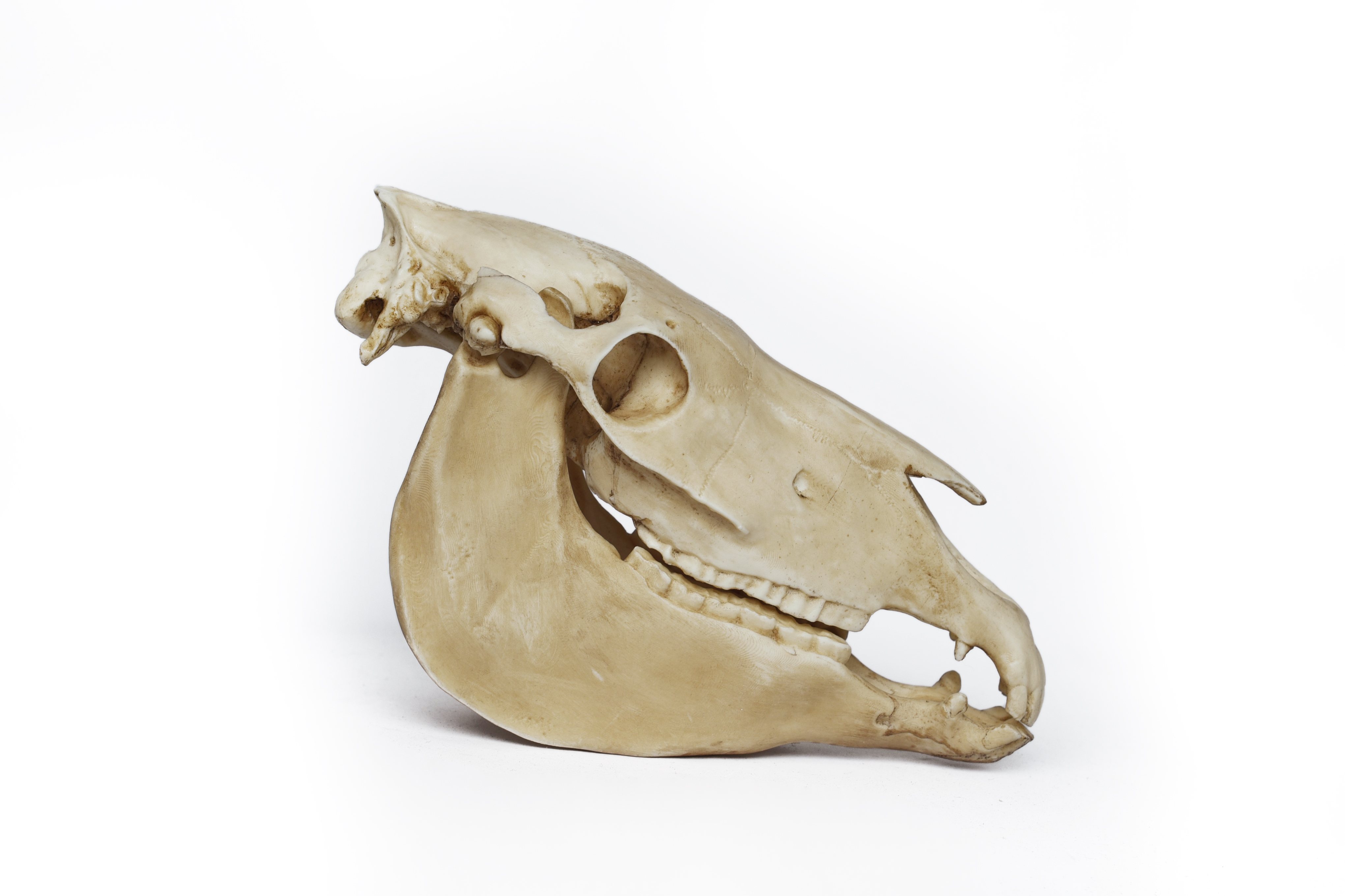 Horse Skull Scale 1/6 Moveable Jaw