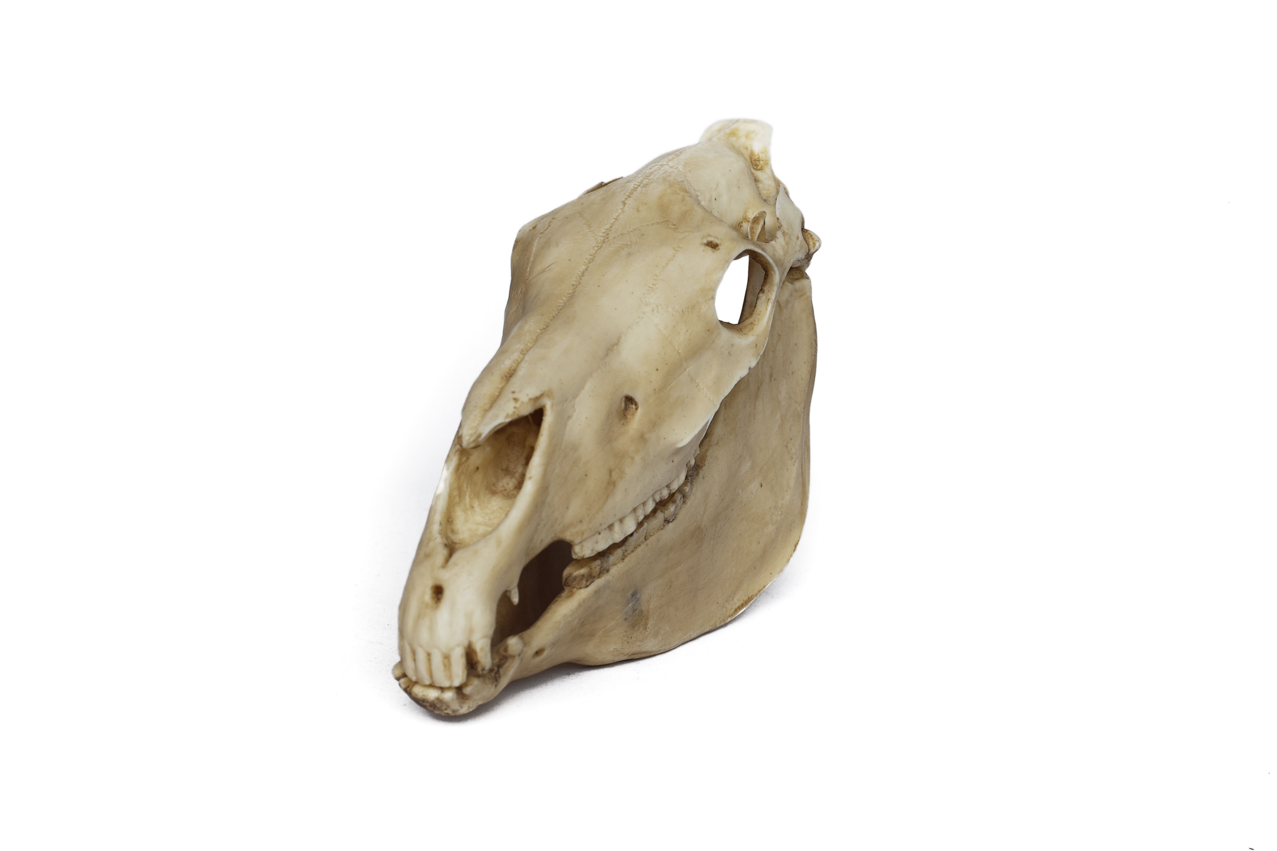 Horse Skull Scale 1/6 Moveable Jaw