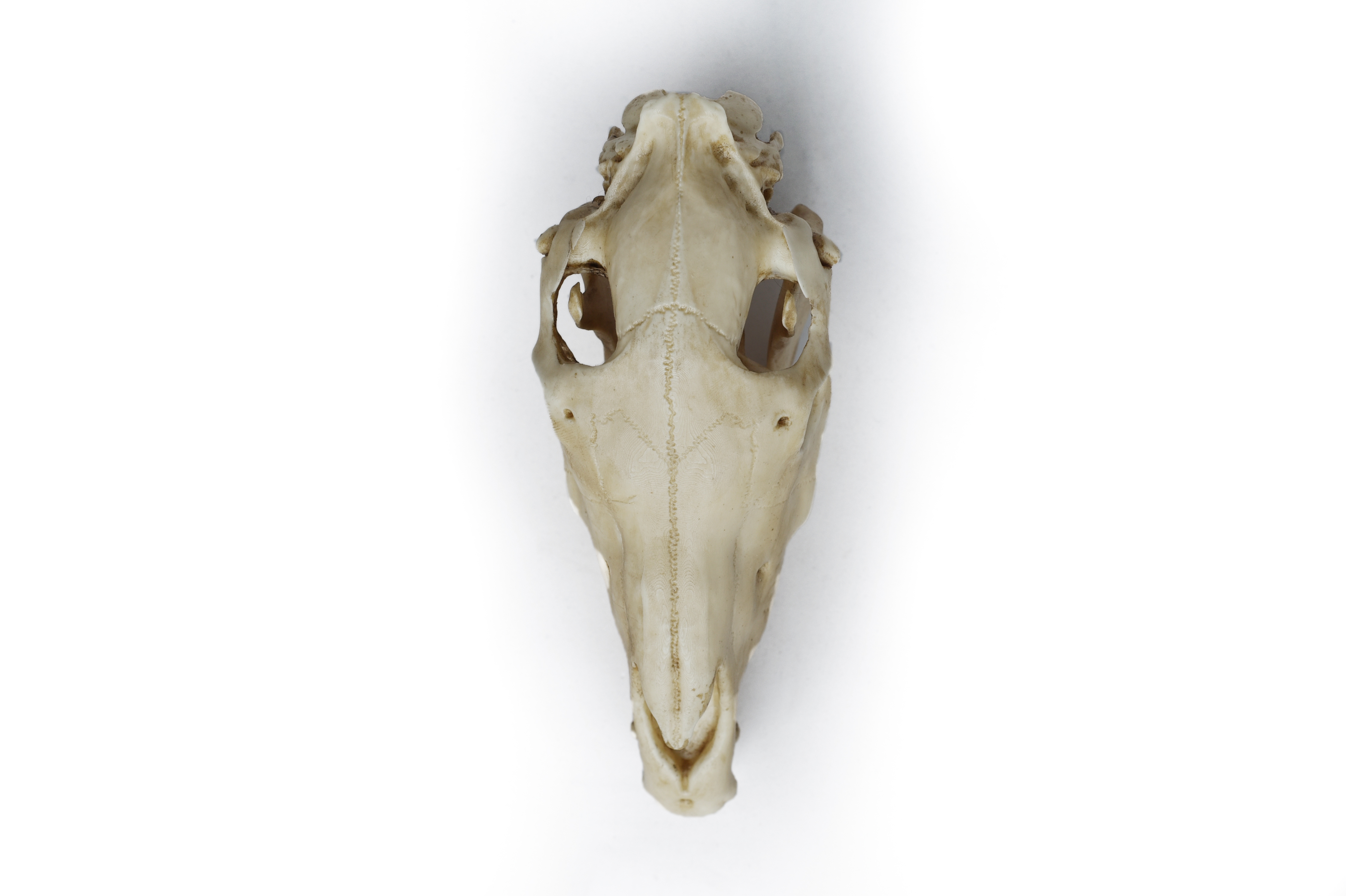 Horse Skull Scale 1/6 Moveable Jaw