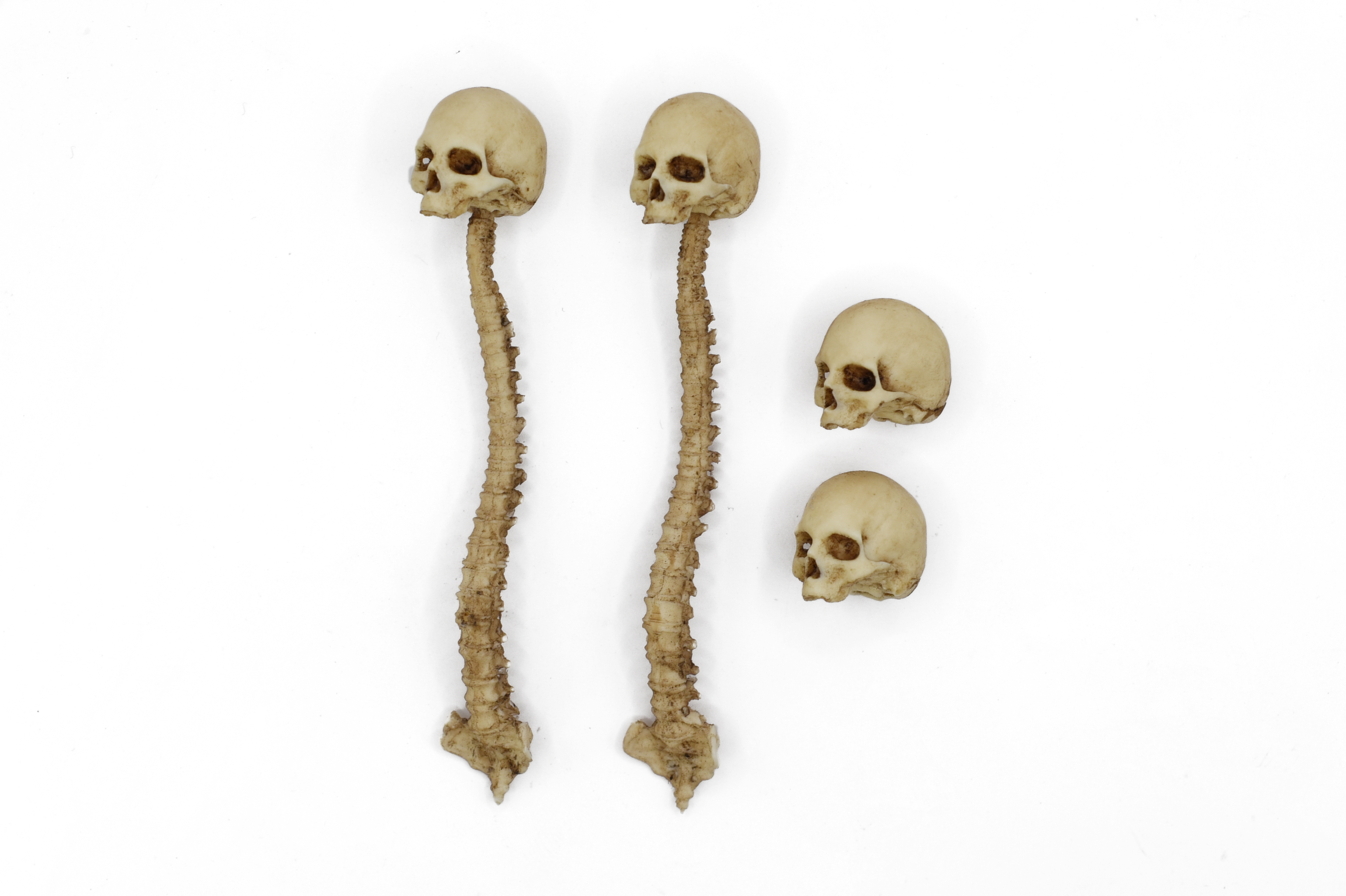 Skull and Spine Decoration Set 1/12 Scale
