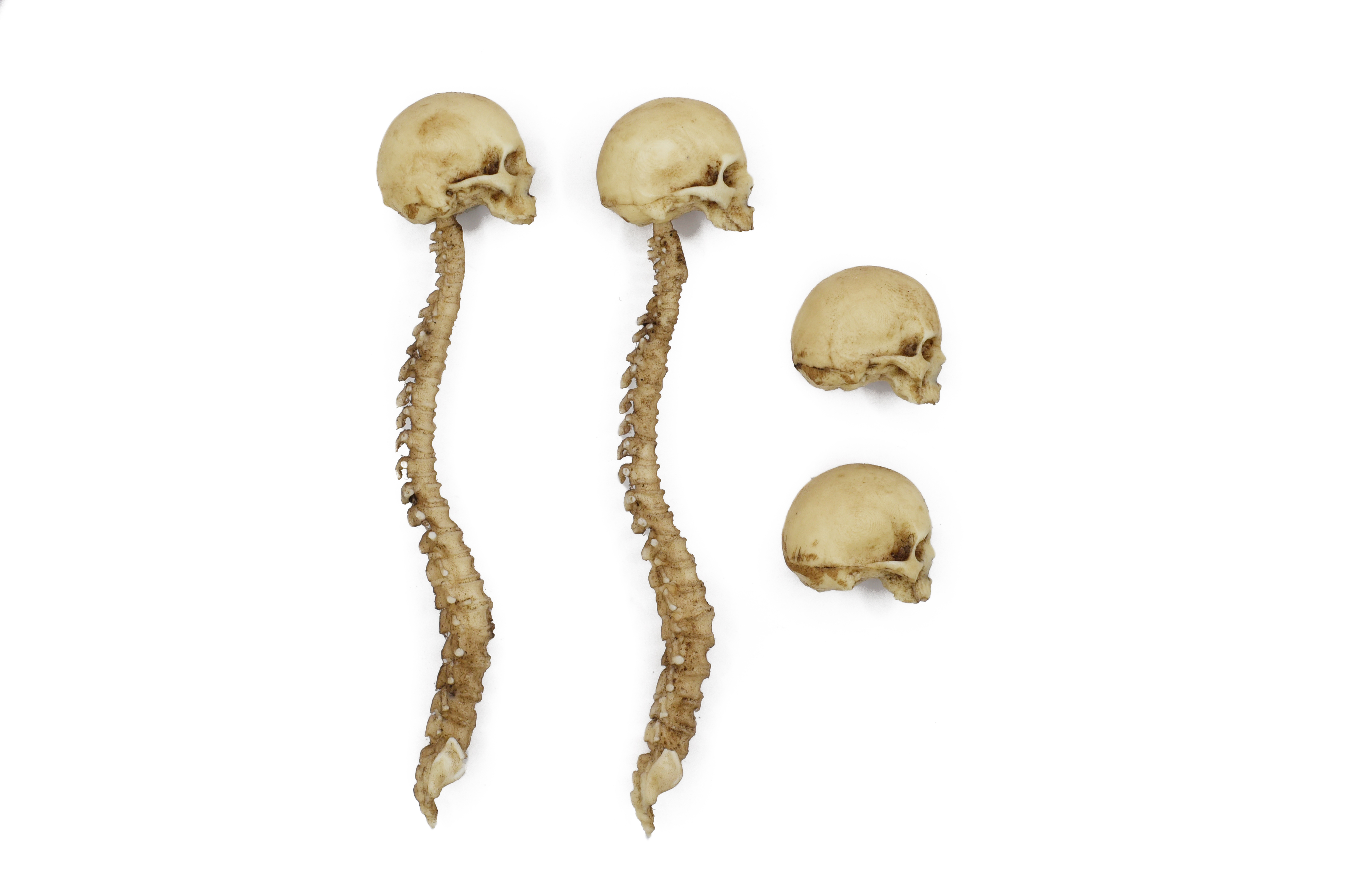 Skull and Spine Decoration Set 1/12 Scale