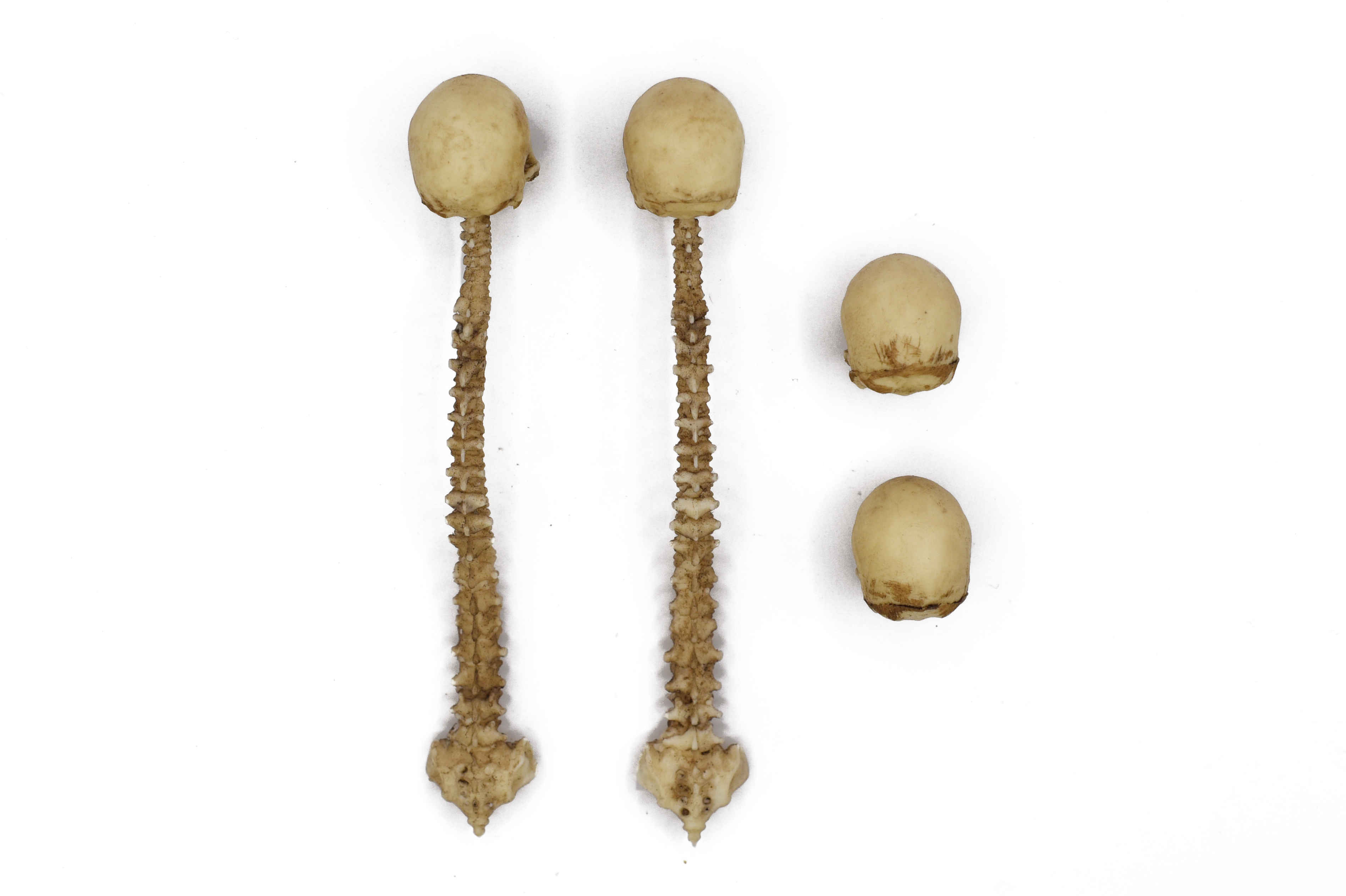 Skull and Spine Decoration Set 1/12 Scale