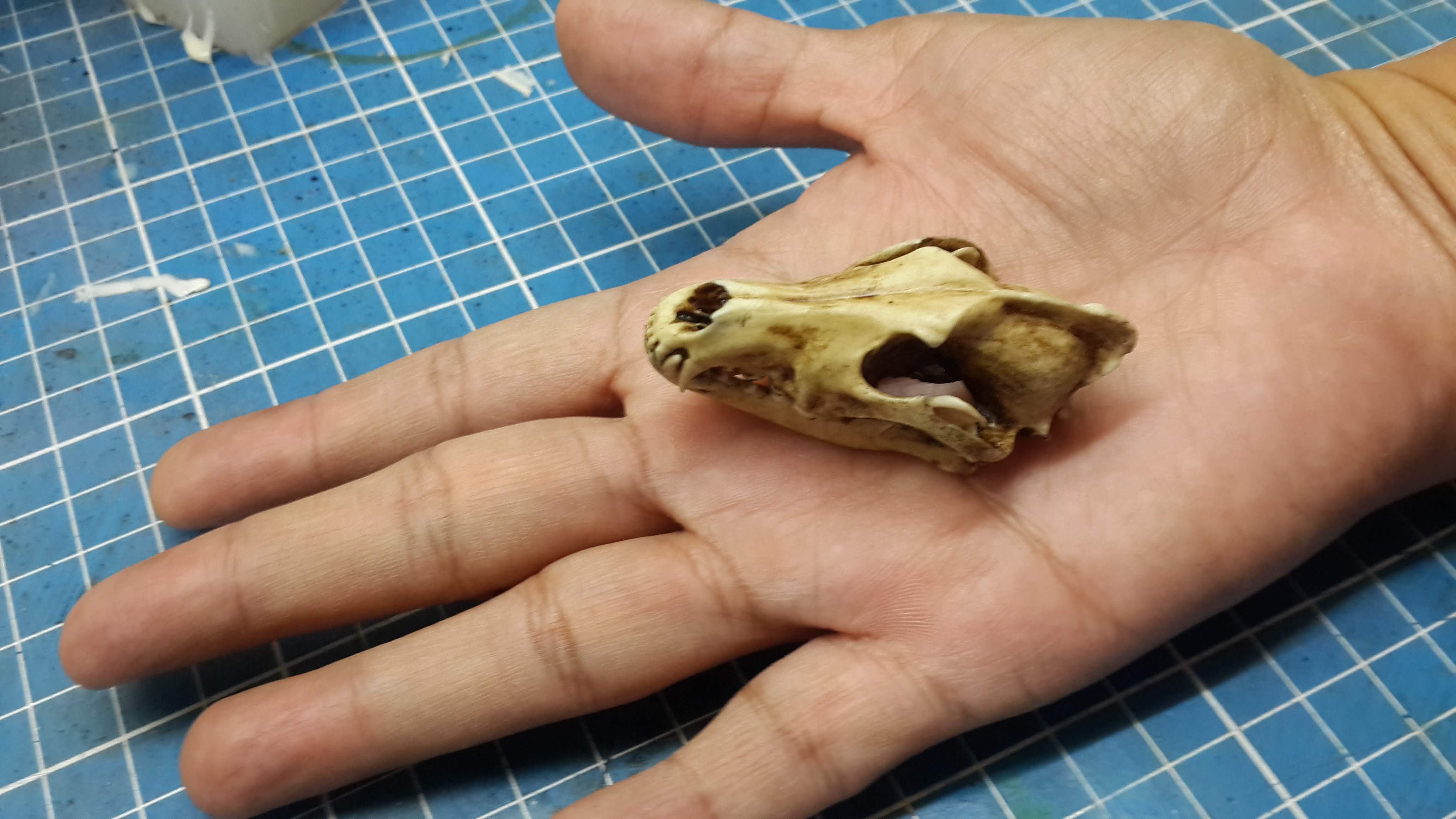 Wolf Skull 1/6 Scale Replica