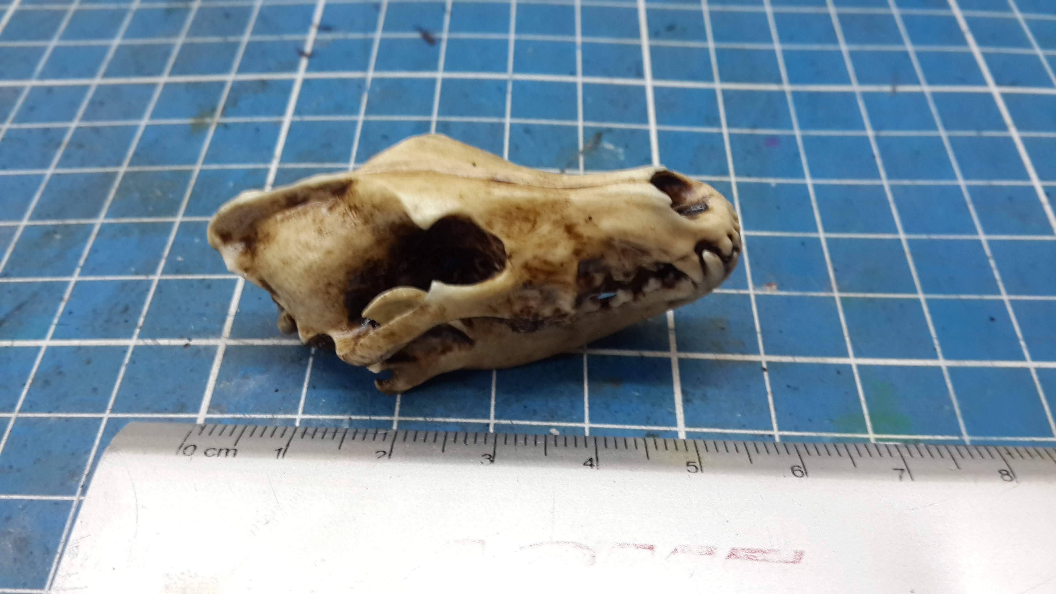 Wolf Skull 1/6 Scale Replica
